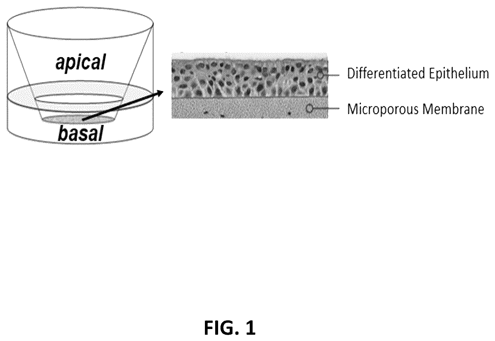 Patent US12551469 Figure 1 – Sphingosine kinase 2 inhibitor for treating coronavirus infection