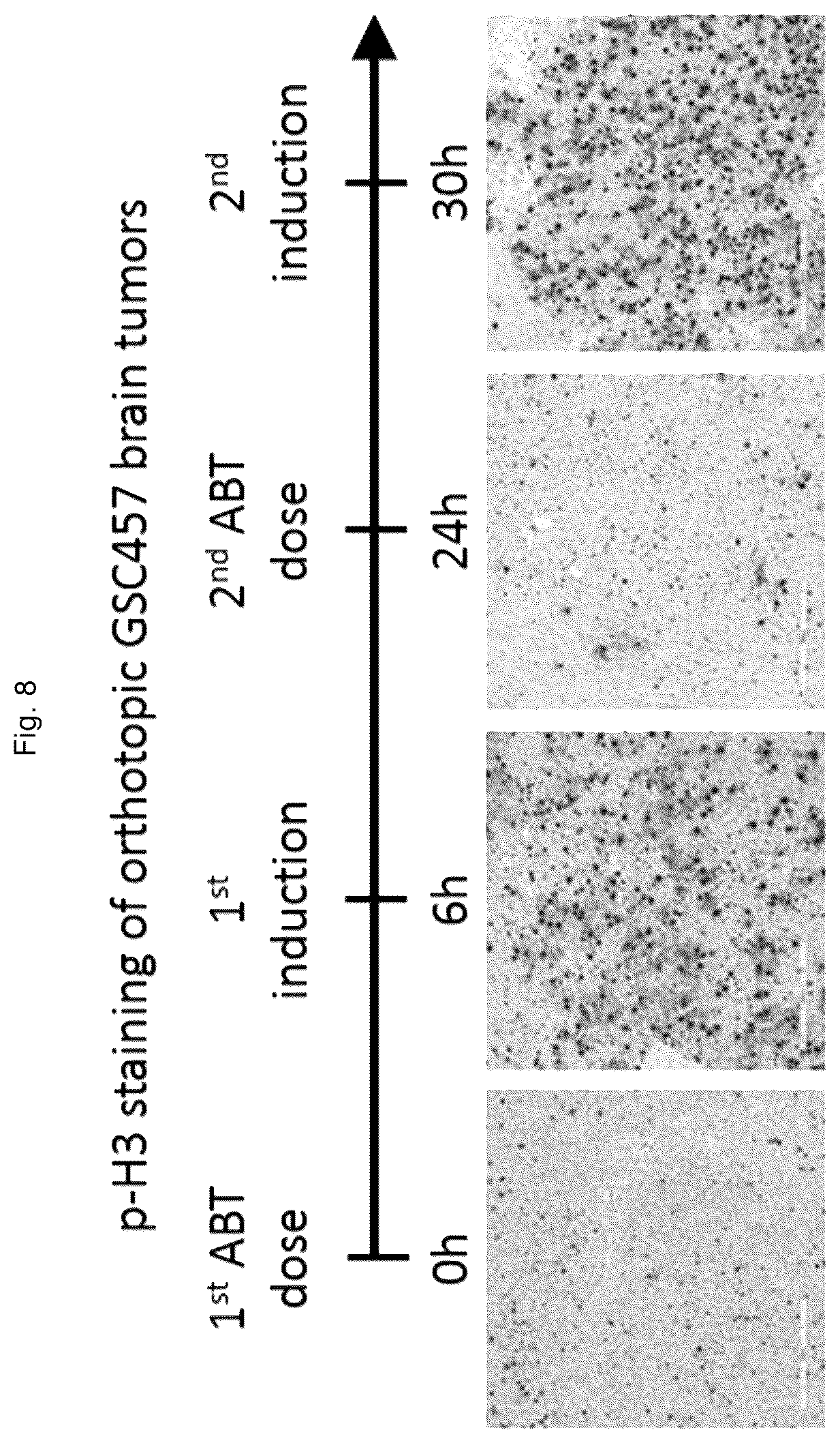 Patent US12551471 Figure 13 – ABT-751 and ionizing radiation