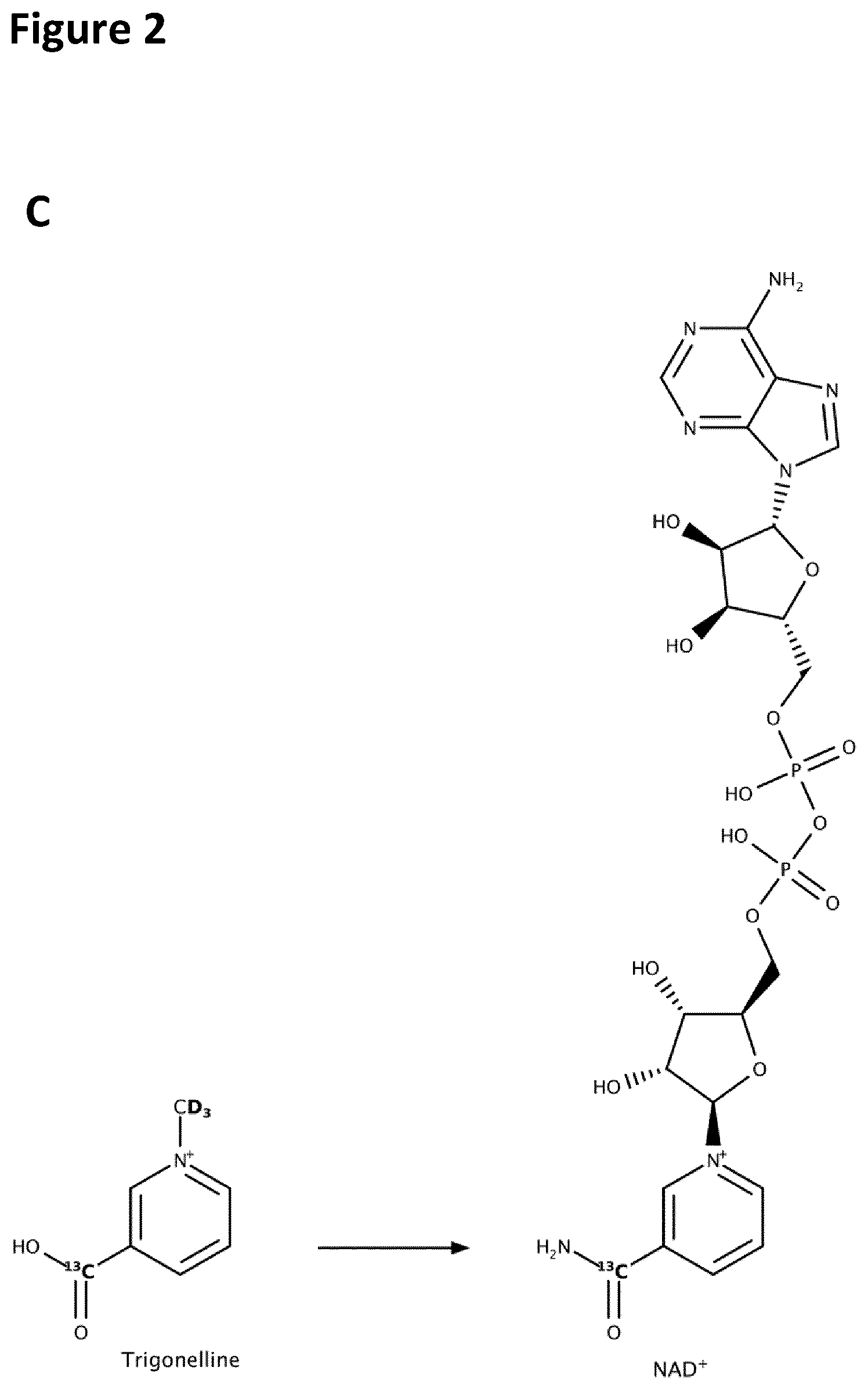Patent US12551472 Figure 3 – Compositions and methods using trigonelline to produce intracellular nicotinamide adenine dinucleotide (NAD + ) for treating or preventing physiological disorders or states