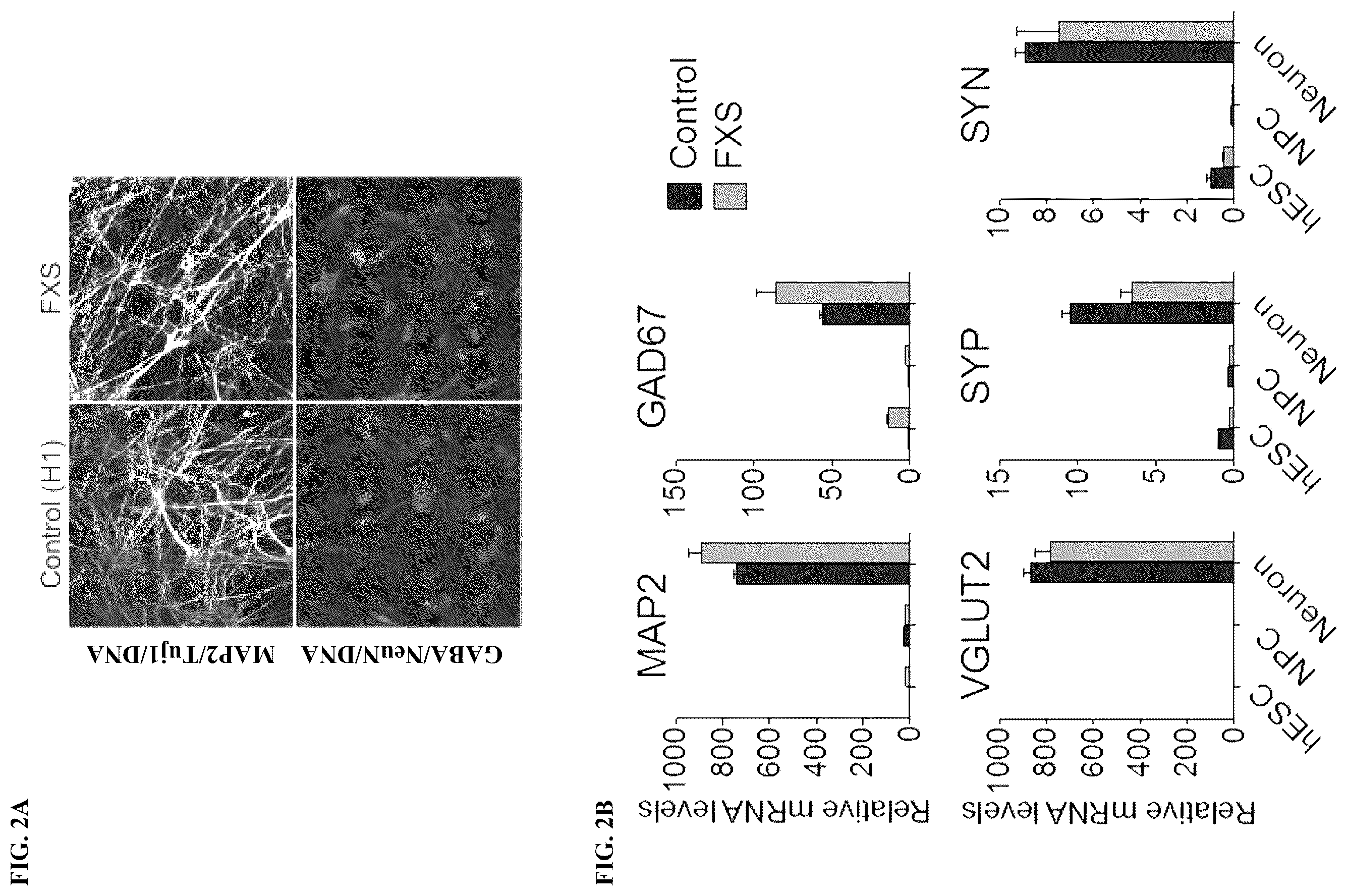 Patent US12551474 Figure 2 – Use of pridopidine for the treatment of fragile X syndrome