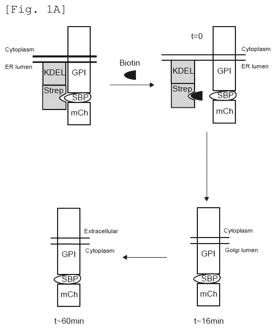 Patent US12551479 Figure 1 – Acyl-protein thioesterase inhibitor for the treatment and/or prevention of Huntington's disease