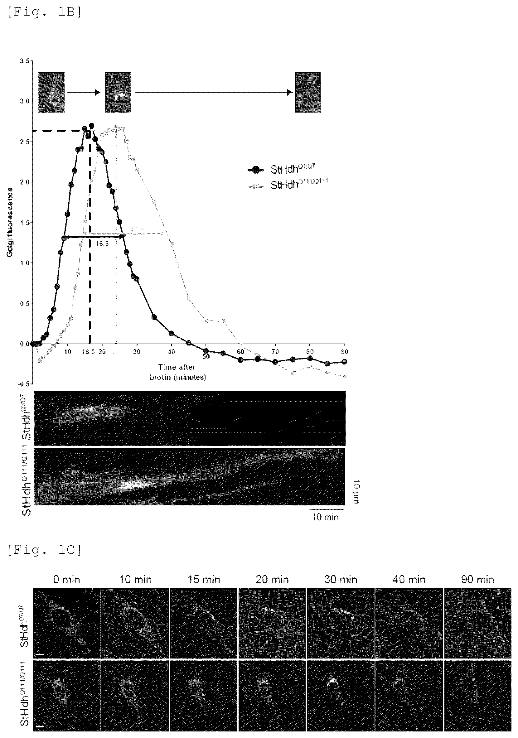 Patent US12551479 Figure 2 – Acyl-protein thioesterase inhibitor for the treatment and/or prevention of Huntington's disease