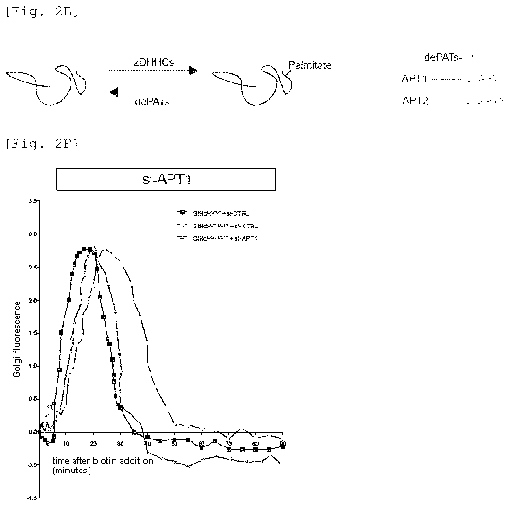 Patent US12551479 Figure 5 – Acyl-protein thioesterase inhibitor for the treatment and/or prevention of Huntington's disease