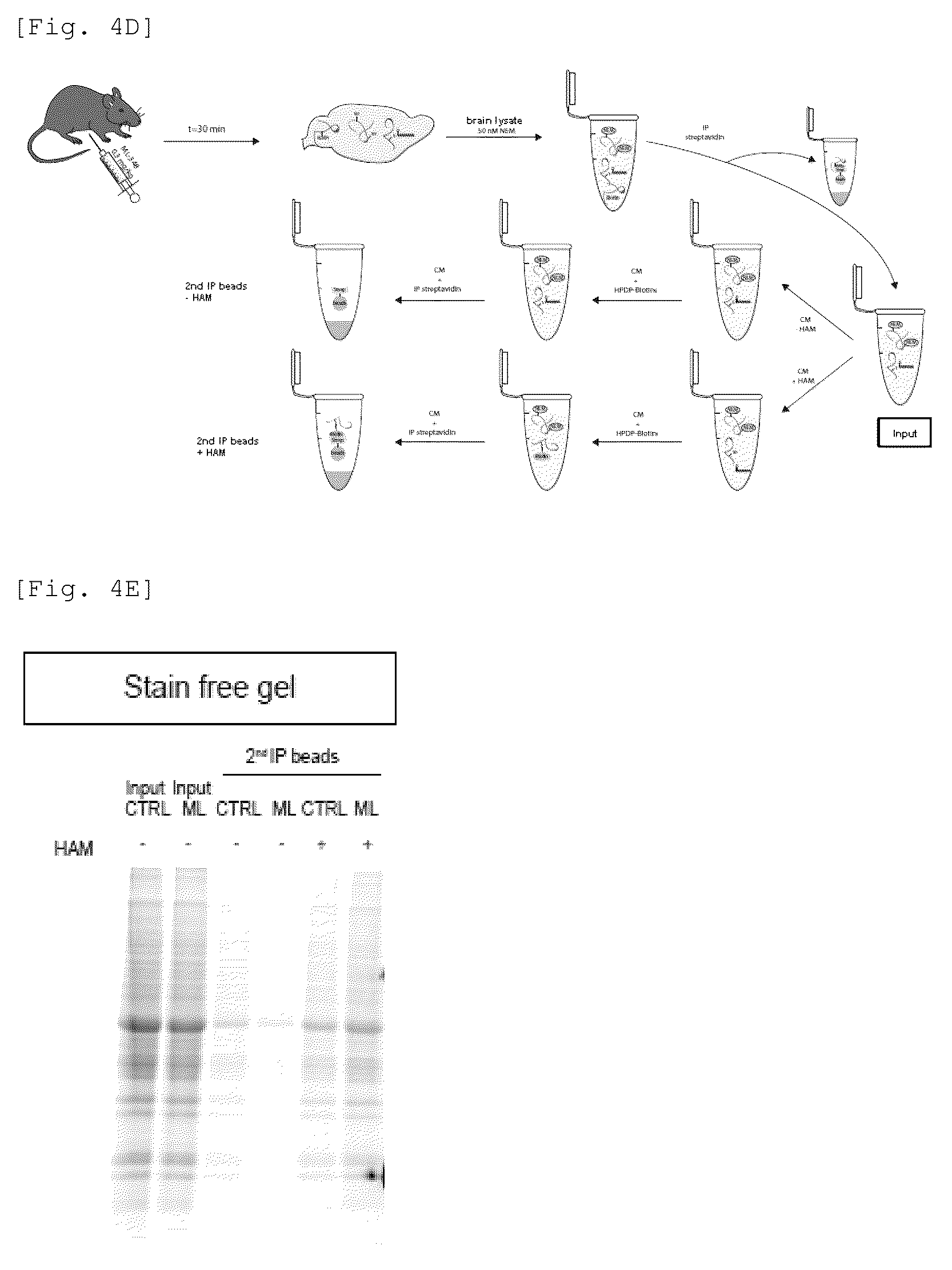 Patent US12551479 Figure 13 – Acyl-protein thioesterase inhibitor for the treatment and/or prevention of Huntington's disease