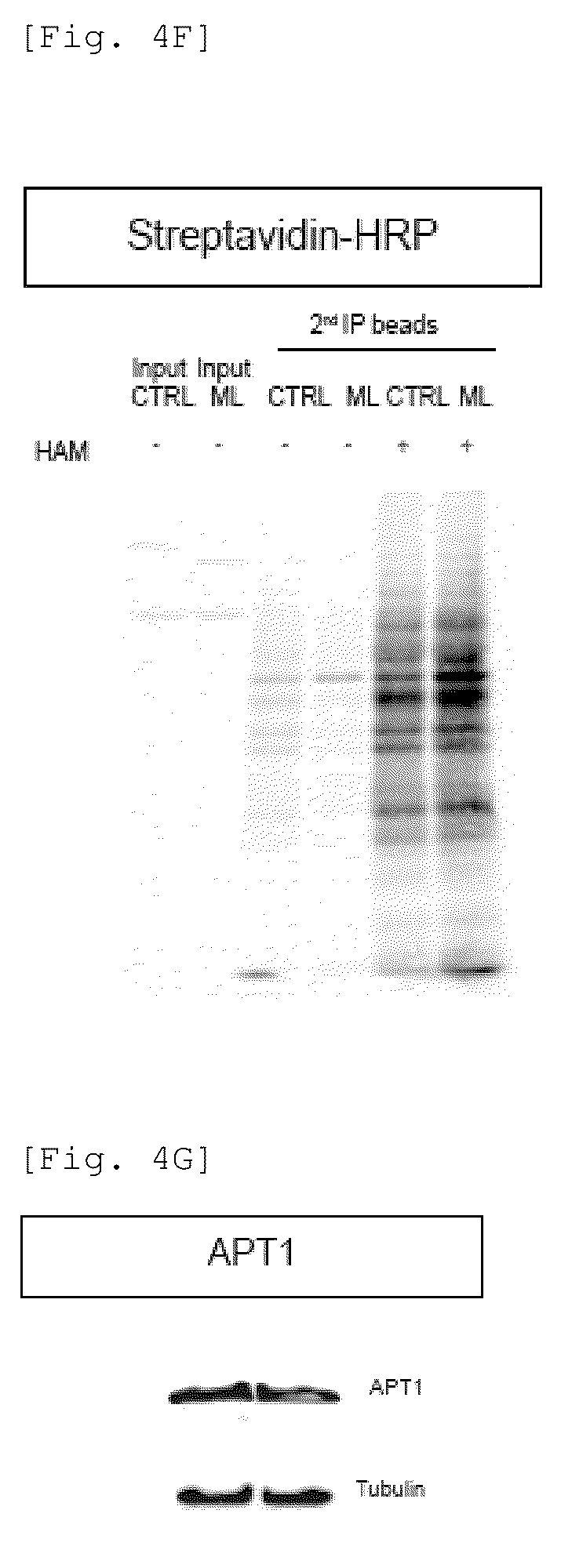 Patent US12551479 Figure 14 – Acyl-protein thioesterase inhibitor for the treatment and/or prevention of Huntington's disease