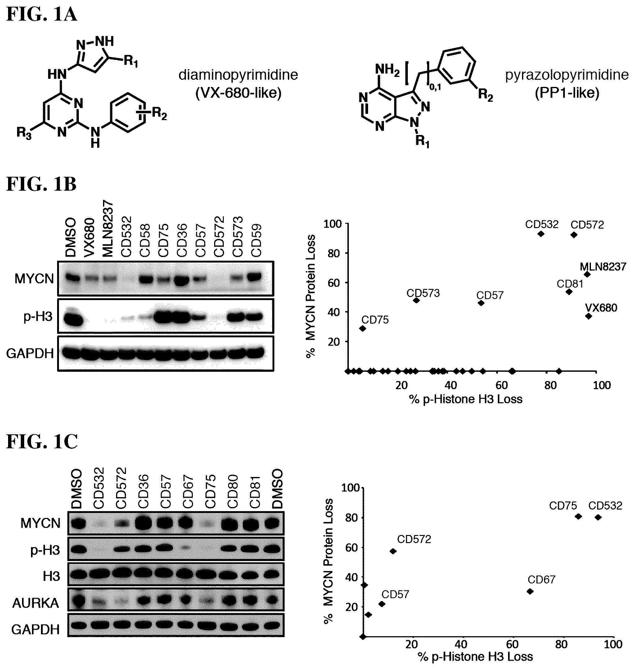 Patent US12551482 Figure 1 – Aurora kinase inhibitors