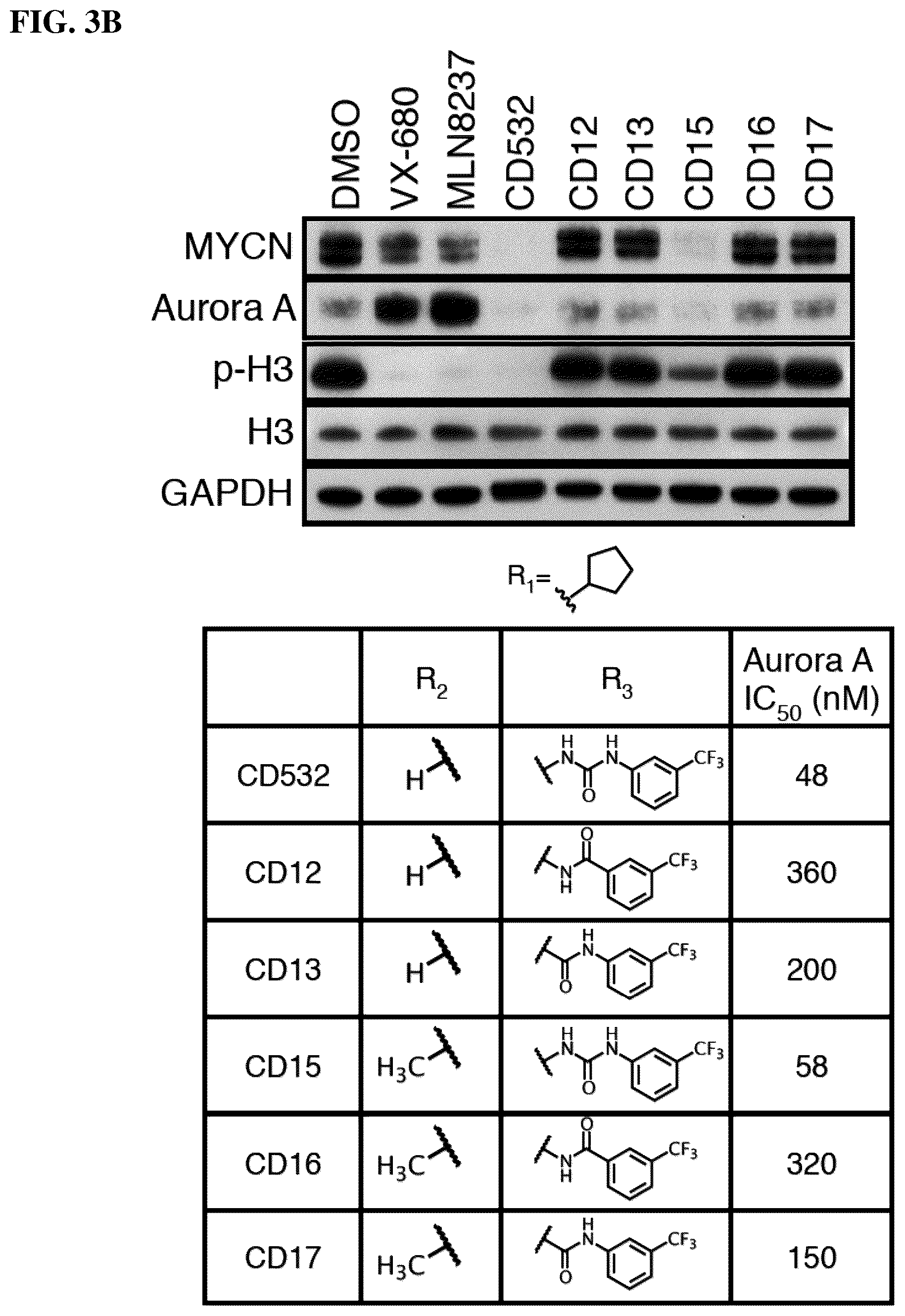 Patent US12551482 Figure 9 – Aurora kinase inhibitors