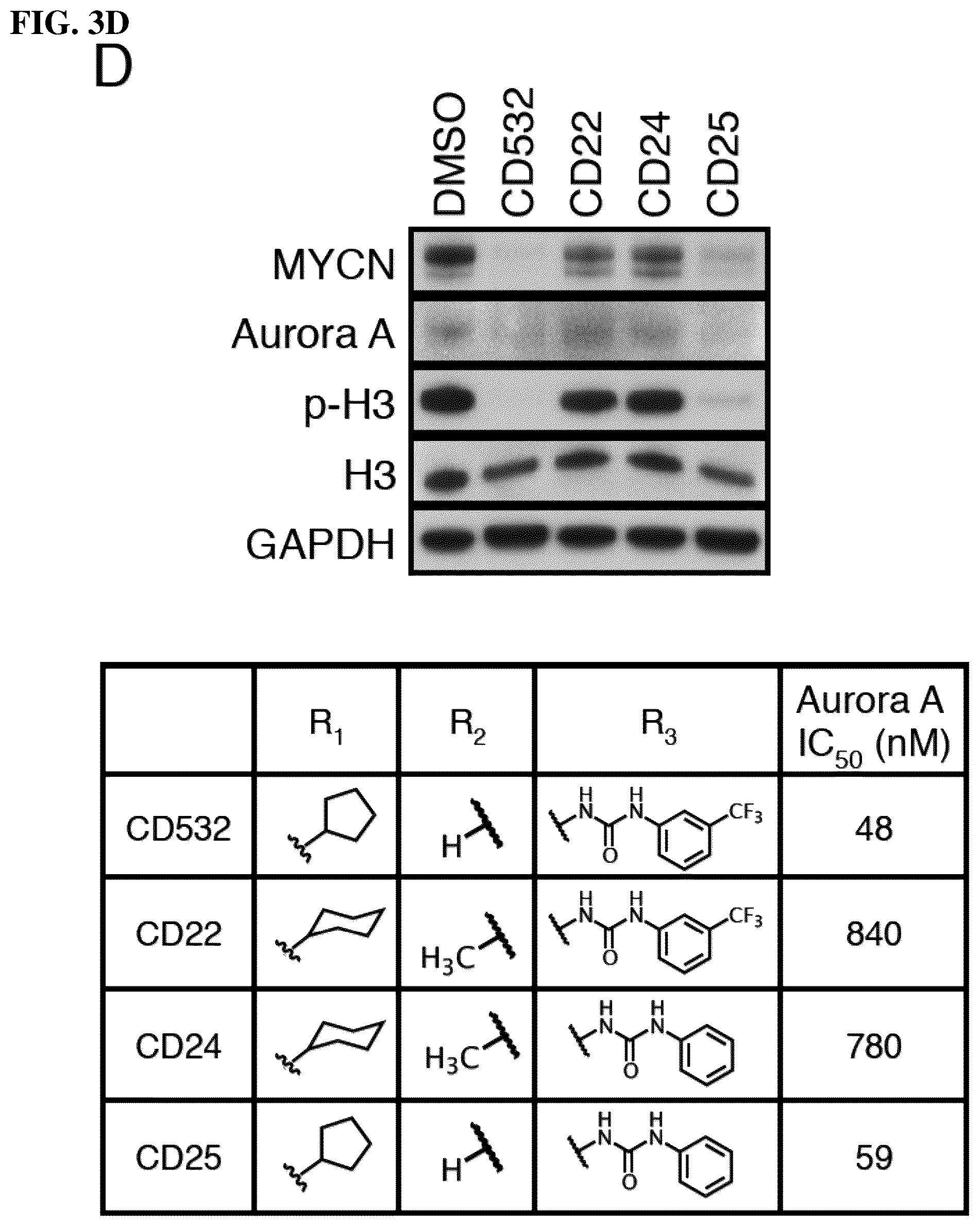 Patent US12551482 Figure 11 – Aurora kinase inhibitors