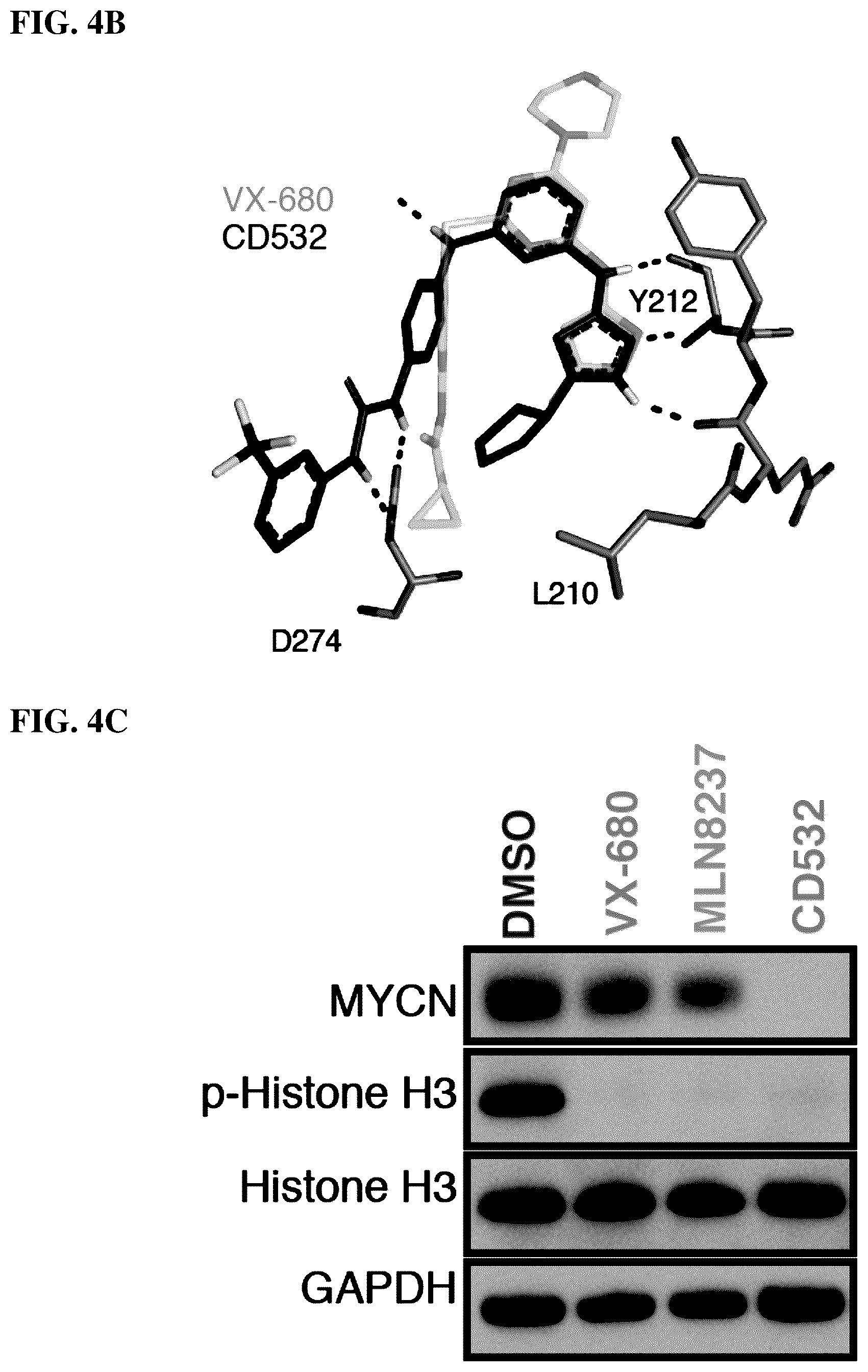 Patent US12551482 Figure 13 – Aurora kinase inhibitors