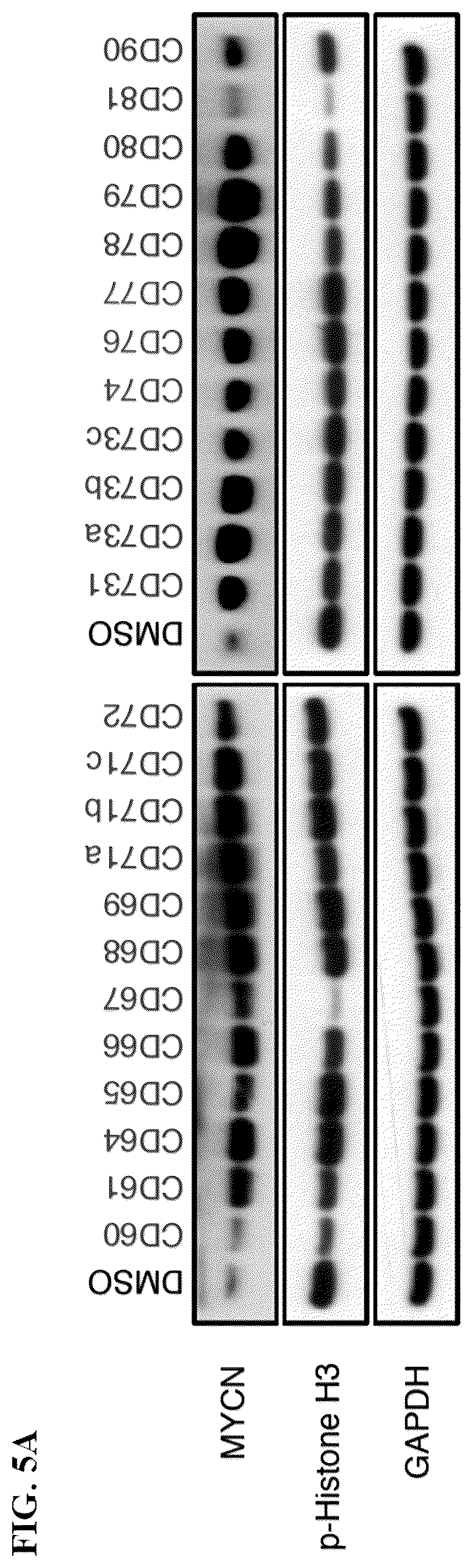Patent US12551482 Figure 14 – Aurora kinase inhibitors