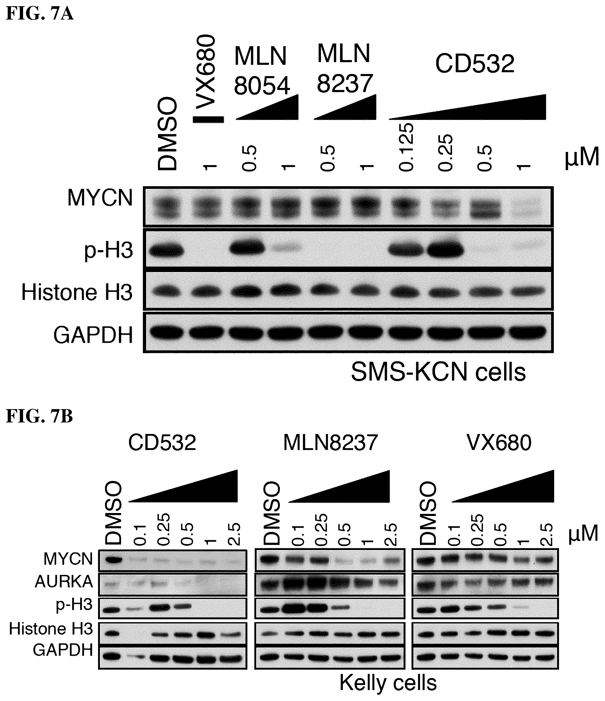 Patent US12551482 Figure 18 – Aurora kinase inhibitors