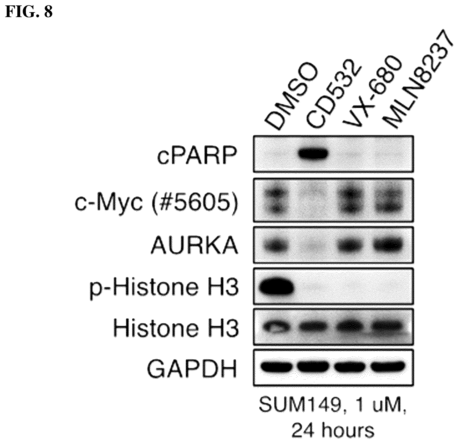 Patent US12551482 Figure 19 – Aurora kinase inhibitors