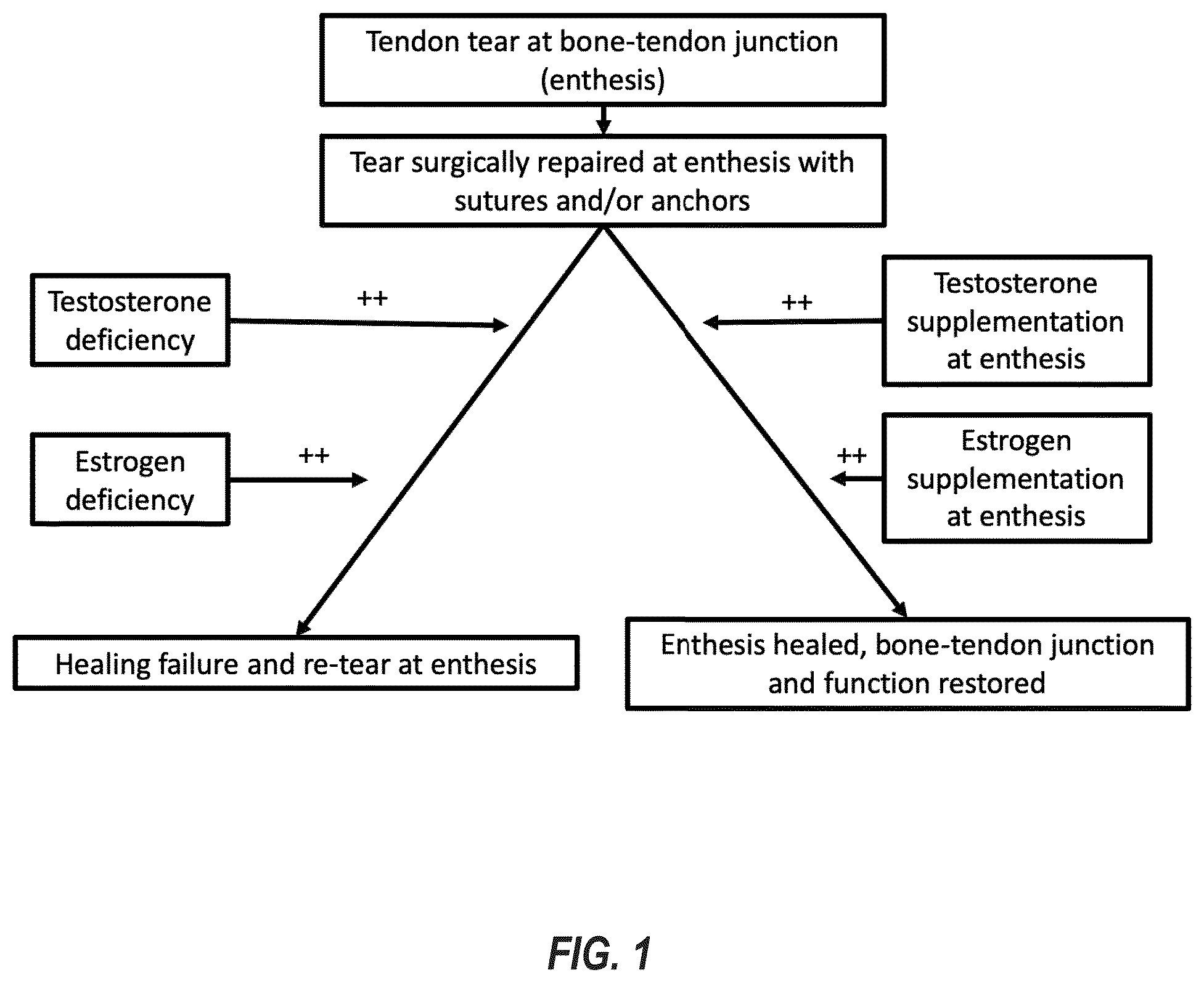 Patent US12551492 Figure 1 – Enthesis healing