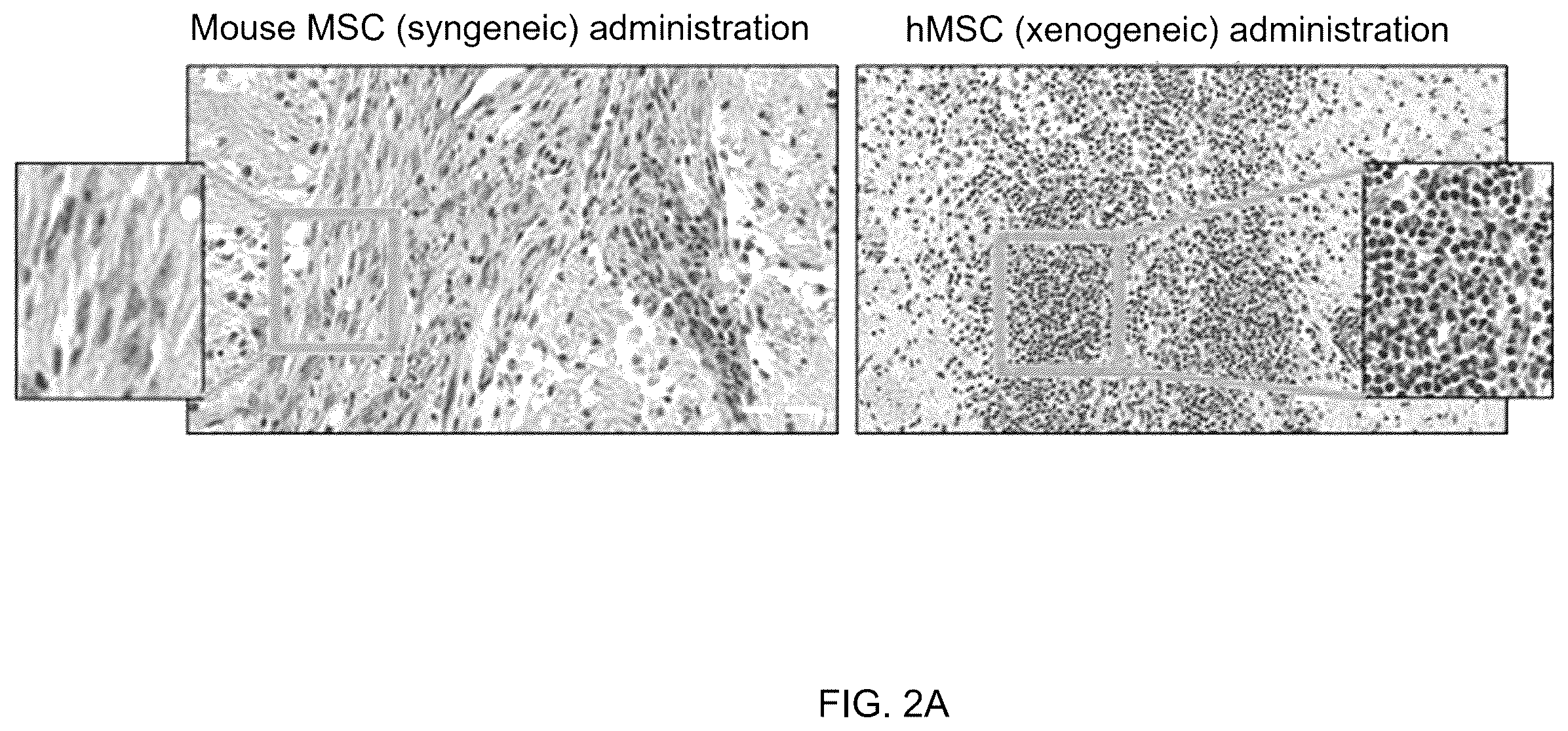 Patent US12551493 Figure 2 – Composition for enhancing therapeutic effect of stem cell, comprising immunosuppressant, and method for enhancing therapeutic effect of stem cell using same