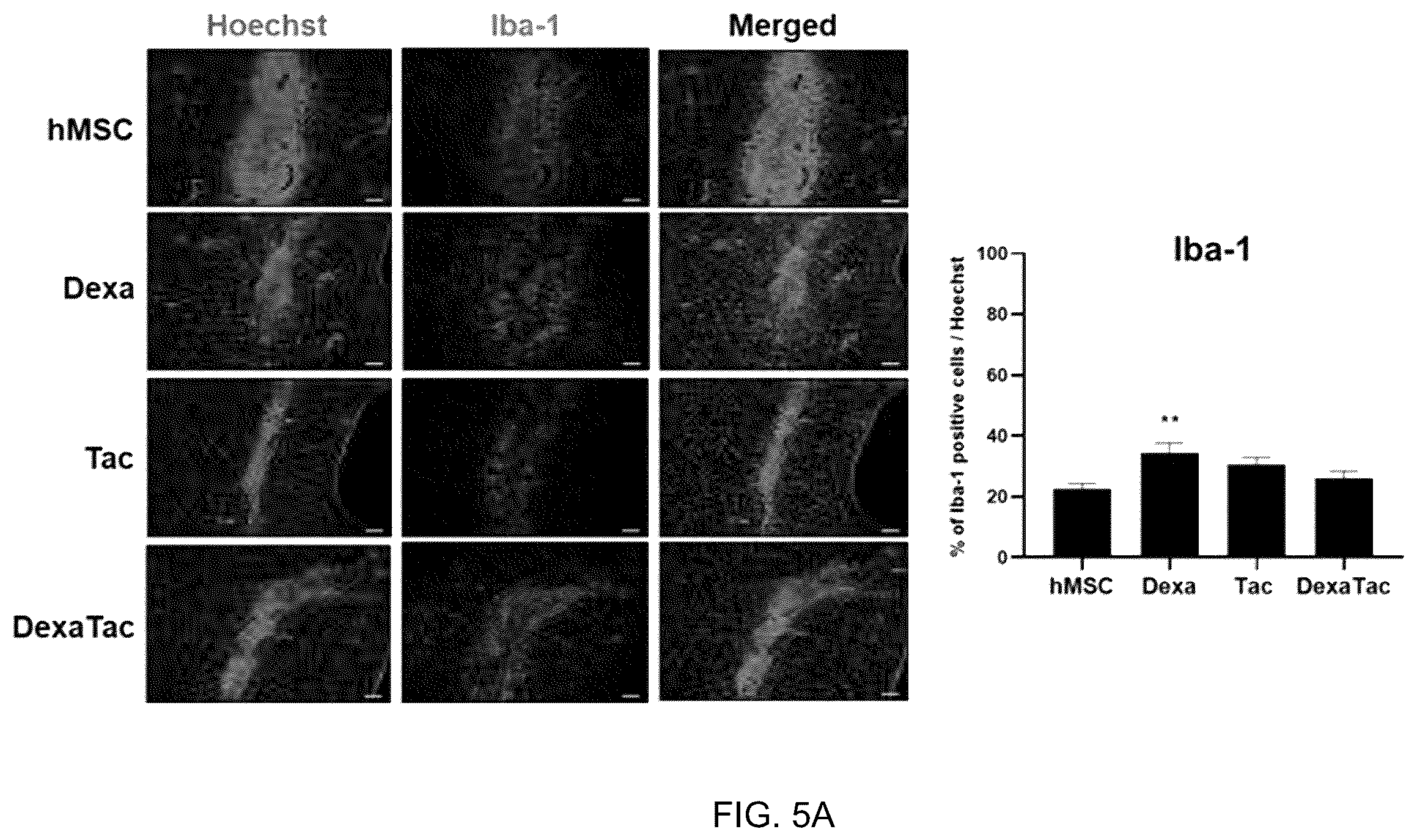 Patent US12551493 Figure 7 – Composition for enhancing therapeutic effect of stem cell, comprising immunosuppressant, and method for enhancing therapeutic effect of stem cell using same