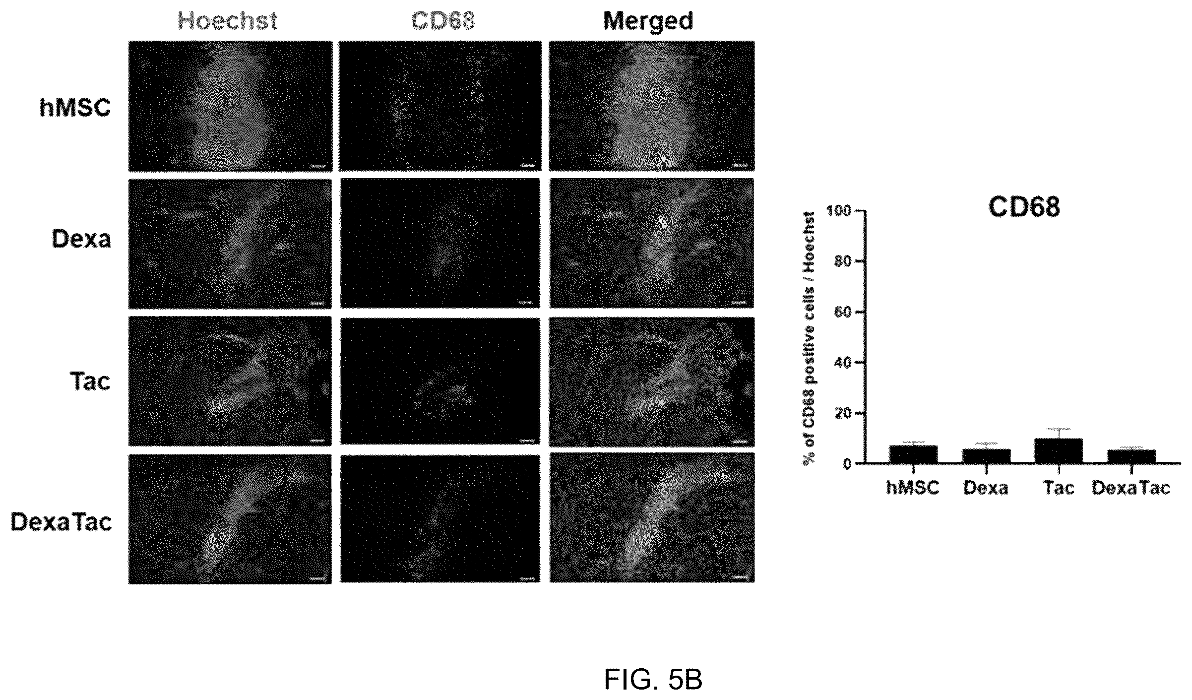 Patent US12551493 Figure 8 – Composition for enhancing therapeutic effect of stem cell, comprising immunosuppressant, and method for enhancing therapeutic effect of stem cell using same
