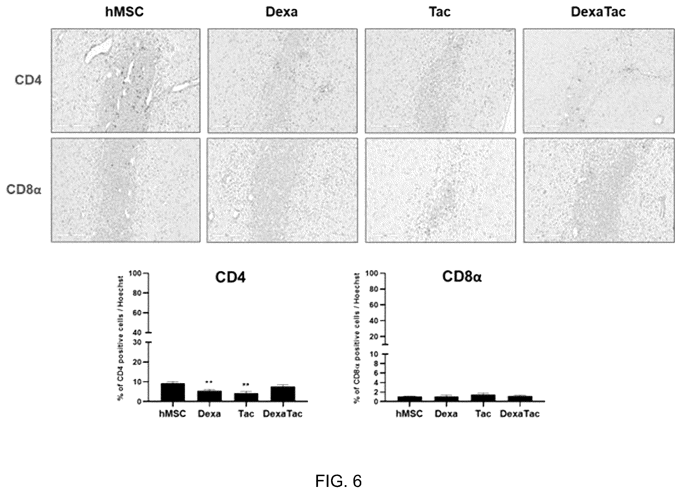 Patent US12551493 Figure 9 – Composition for enhancing therapeutic effect of stem cell, comprising immunosuppressant, and method for enhancing therapeutic effect of stem cell using same