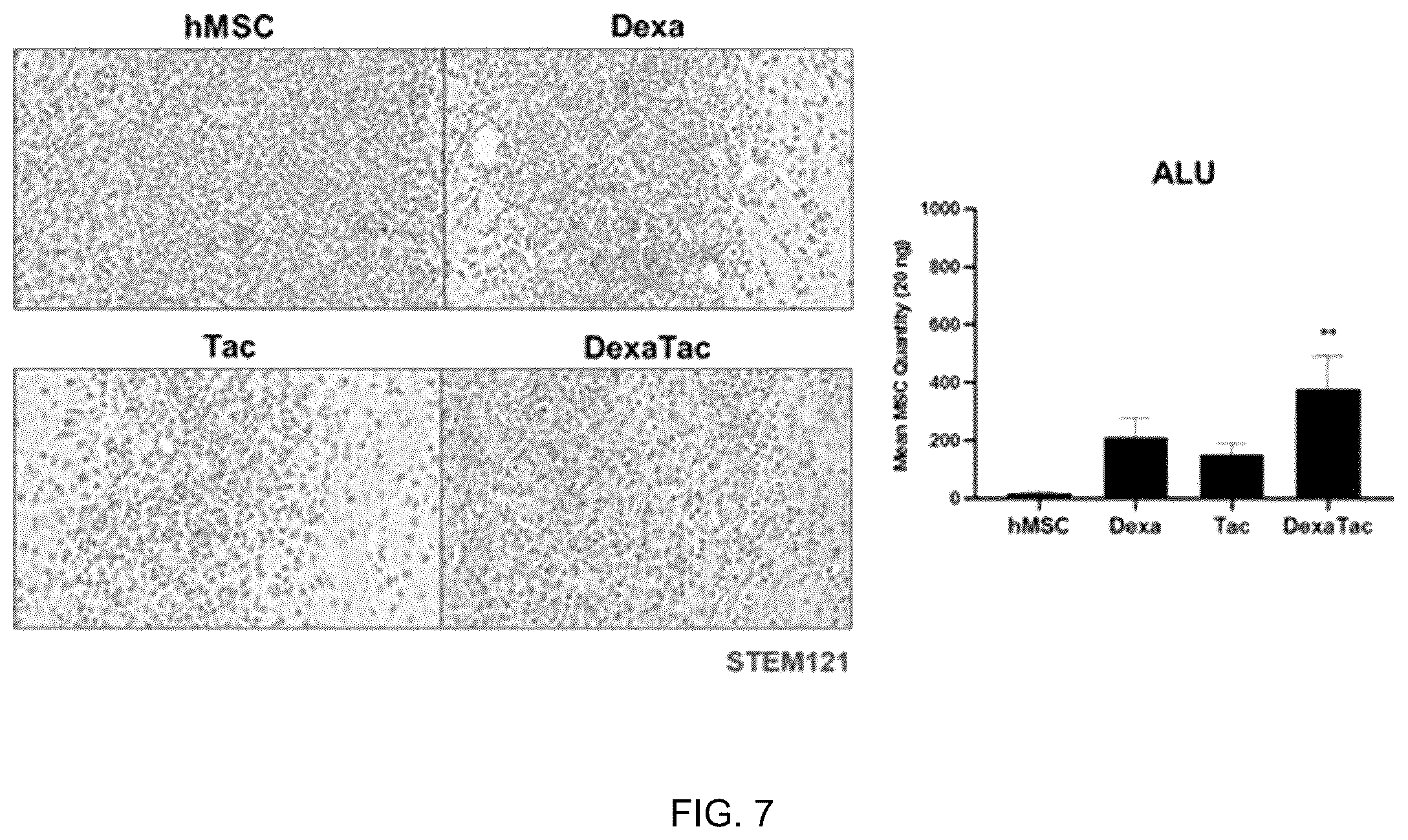 Patent US12551493 Figure 10 – Composition for enhancing therapeutic effect of stem cell, comprising immunosuppressant, and method for enhancing therapeutic effect of stem cell using same