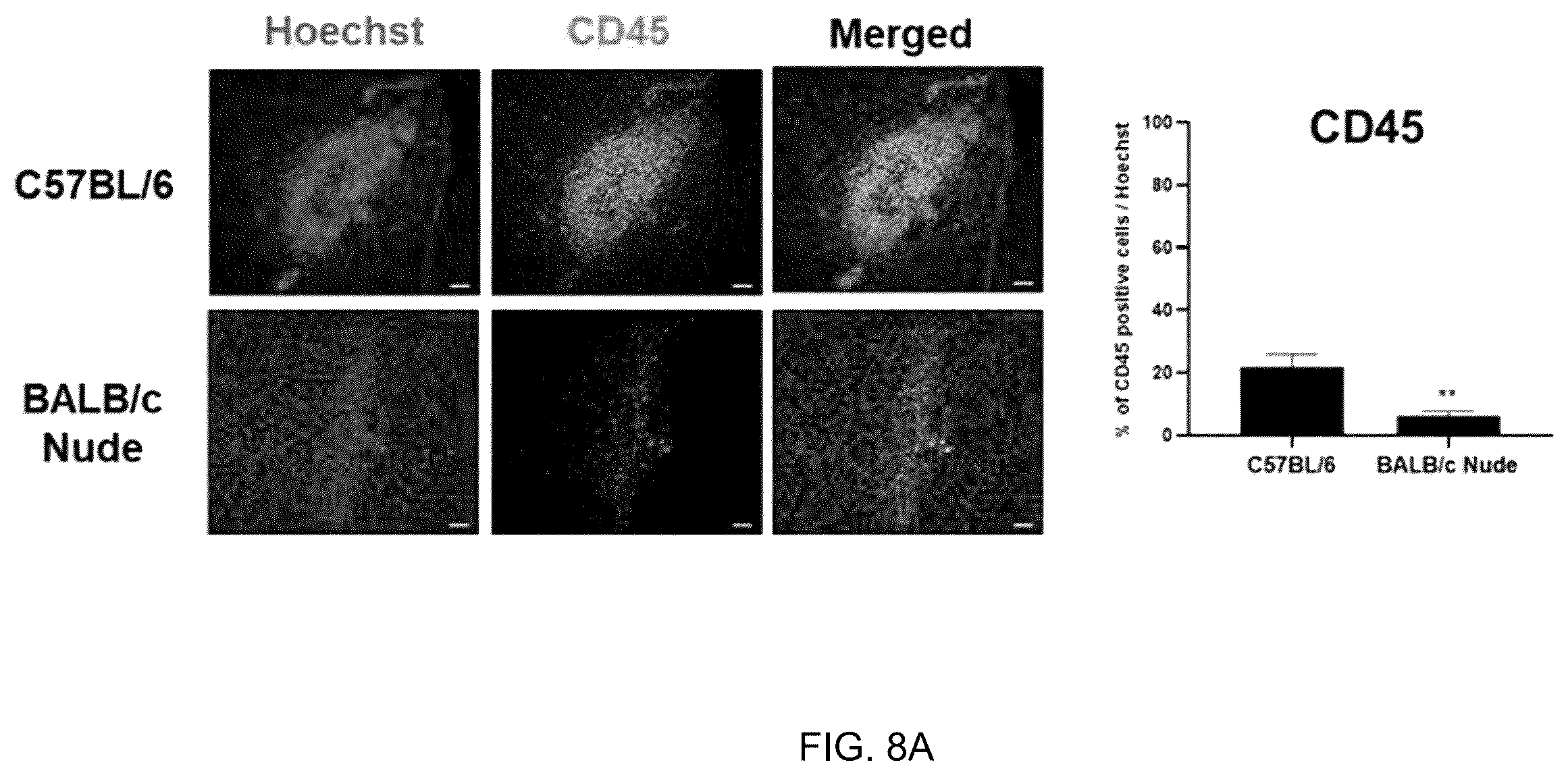Patent US12551493 Figure 11 – Composition for enhancing therapeutic effect of stem cell, comprising immunosuppressant, and method for enhancing therapeutic effect of stem cell using same