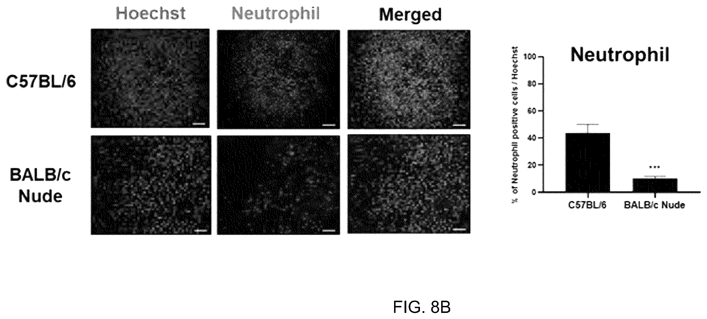 Patent US12551493 Figure 12 – Composition for enhancing therapeutic effect of stem cell, comprising immunosuppressant, and method for enhancing therapeutic effect of stem cell using same
