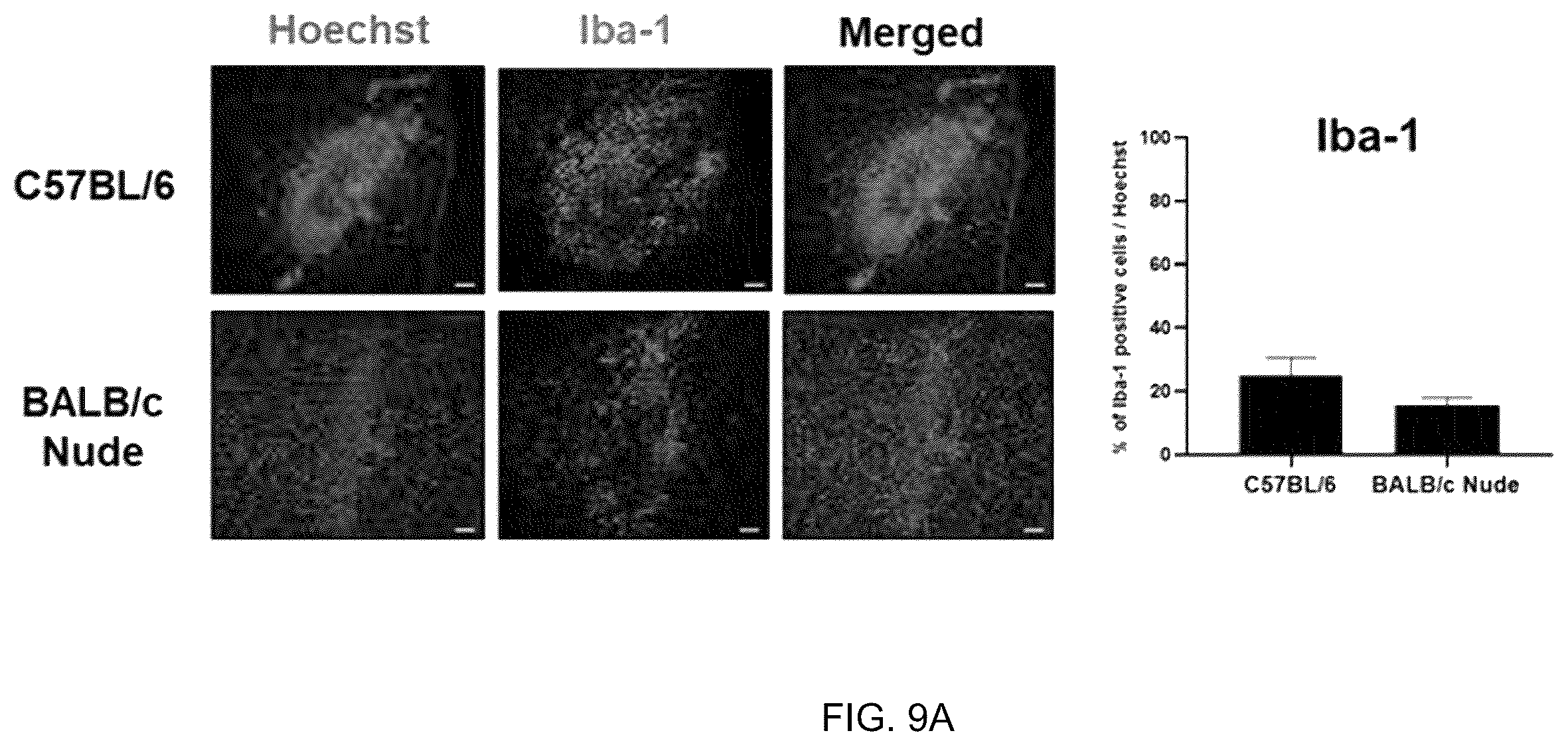 Patent US12551493 Figure 13 – Composition for enhancing therapeutic effect of stem cell, comprising immunosuppressant, and method for enhancing therapeutic effect of stem cell using same