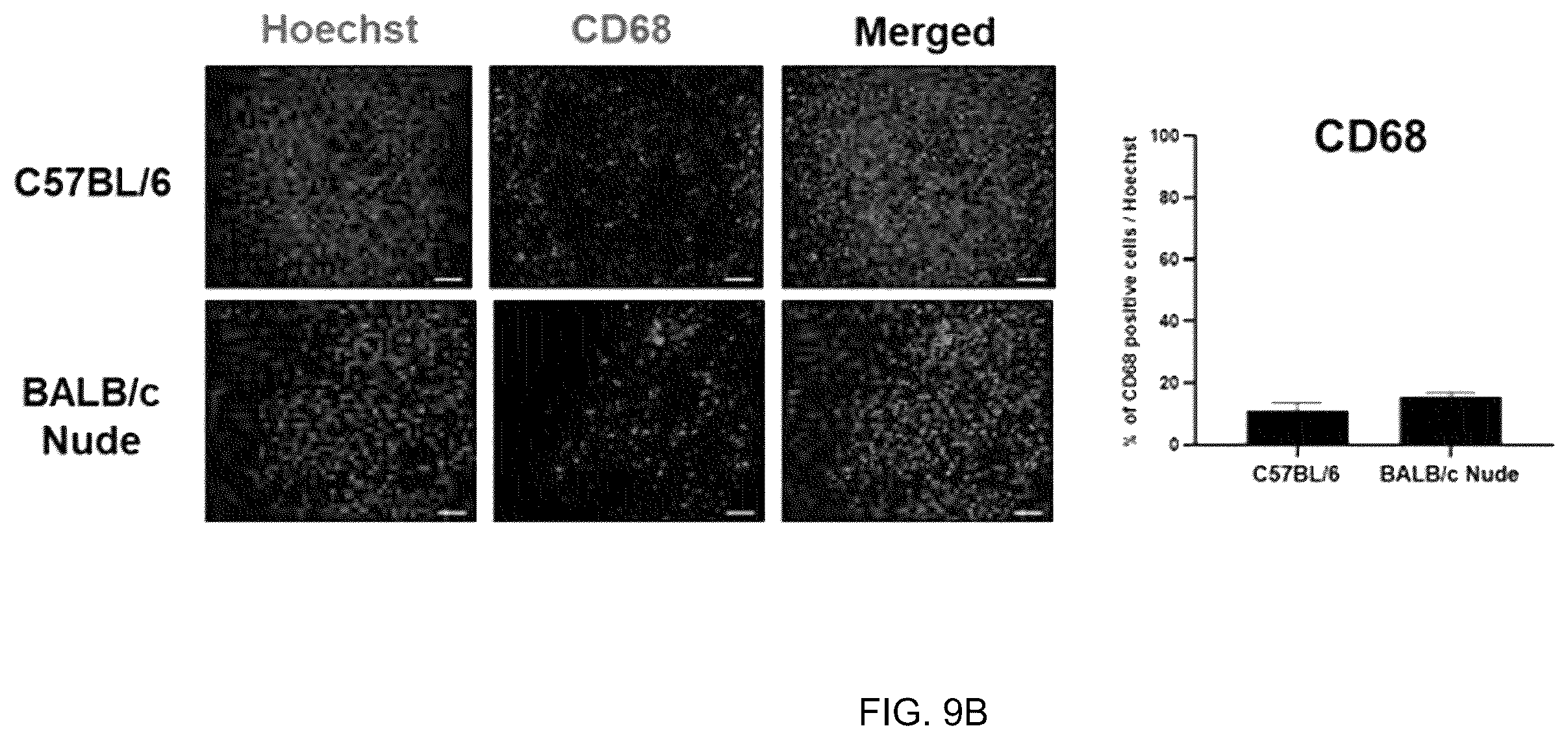 Patent US12551493 Figure 14 – Composition for enhancing therapeutic effect of stem cell, comprising immunosuppressant, and method for enhancing therapeutic effect of stem cell using same