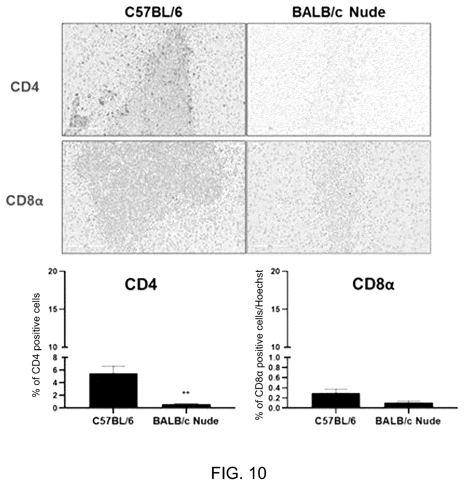 Patent US12551493 Figure 15 – Composition for enhancing therapeutic effect of stem cell, comprising immunosuppressant, and method for enhancing therapeutic effect of stem cell using same