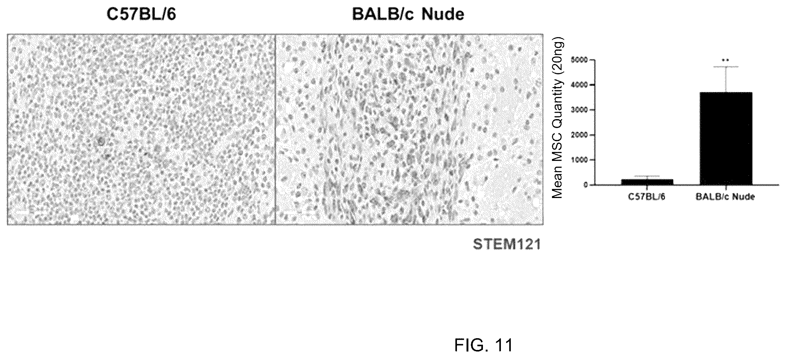 Patent US12551493 Figure 16 – Composition for enhancing therapeutic effect of stem cell, comprising immunosuppressant, and method for enhancing therapeutic effect of stem cell using same