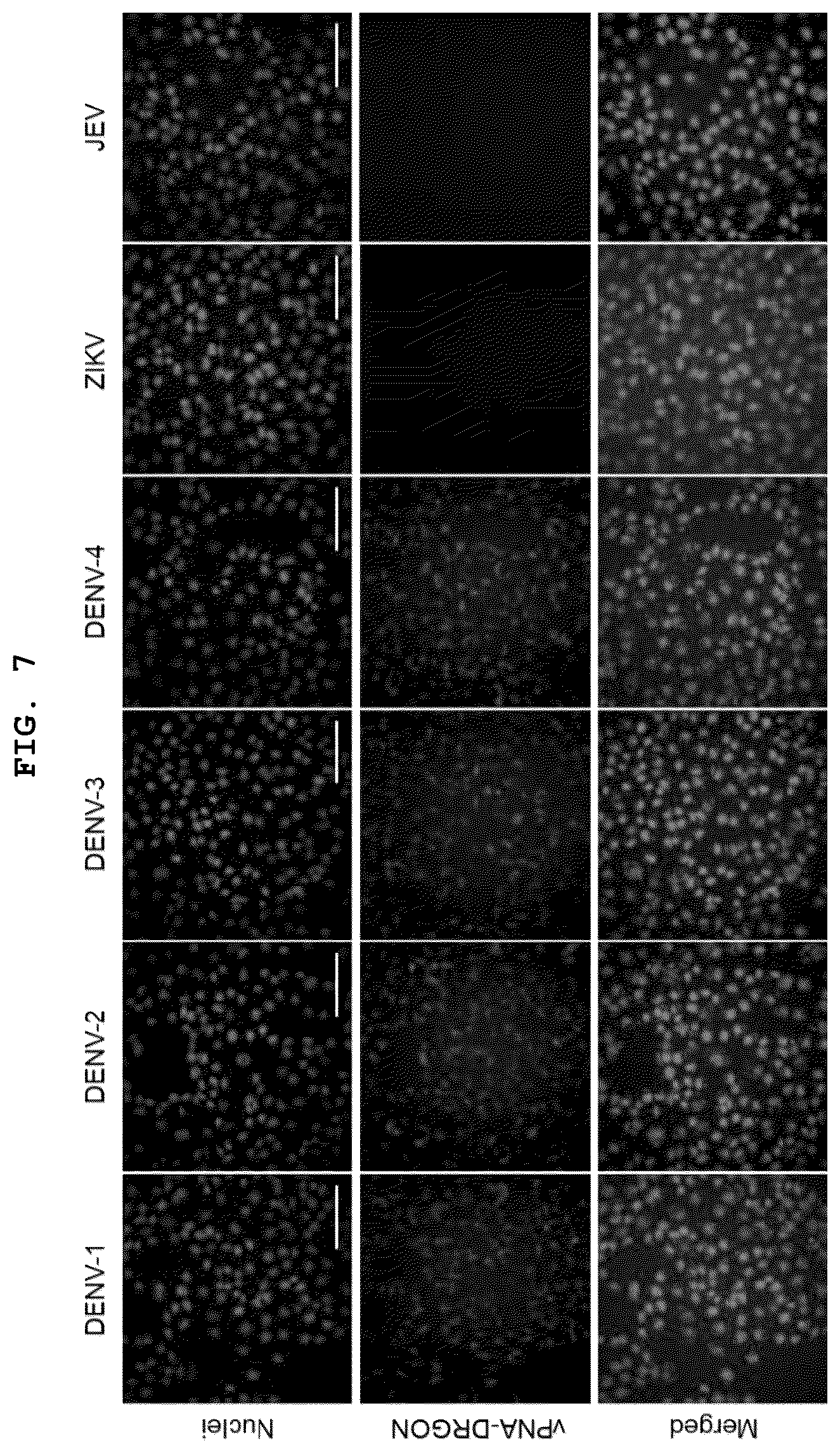 Patent US12551494 Figure 7 – Pharmaceutical composition for preventing or treating dengue fever