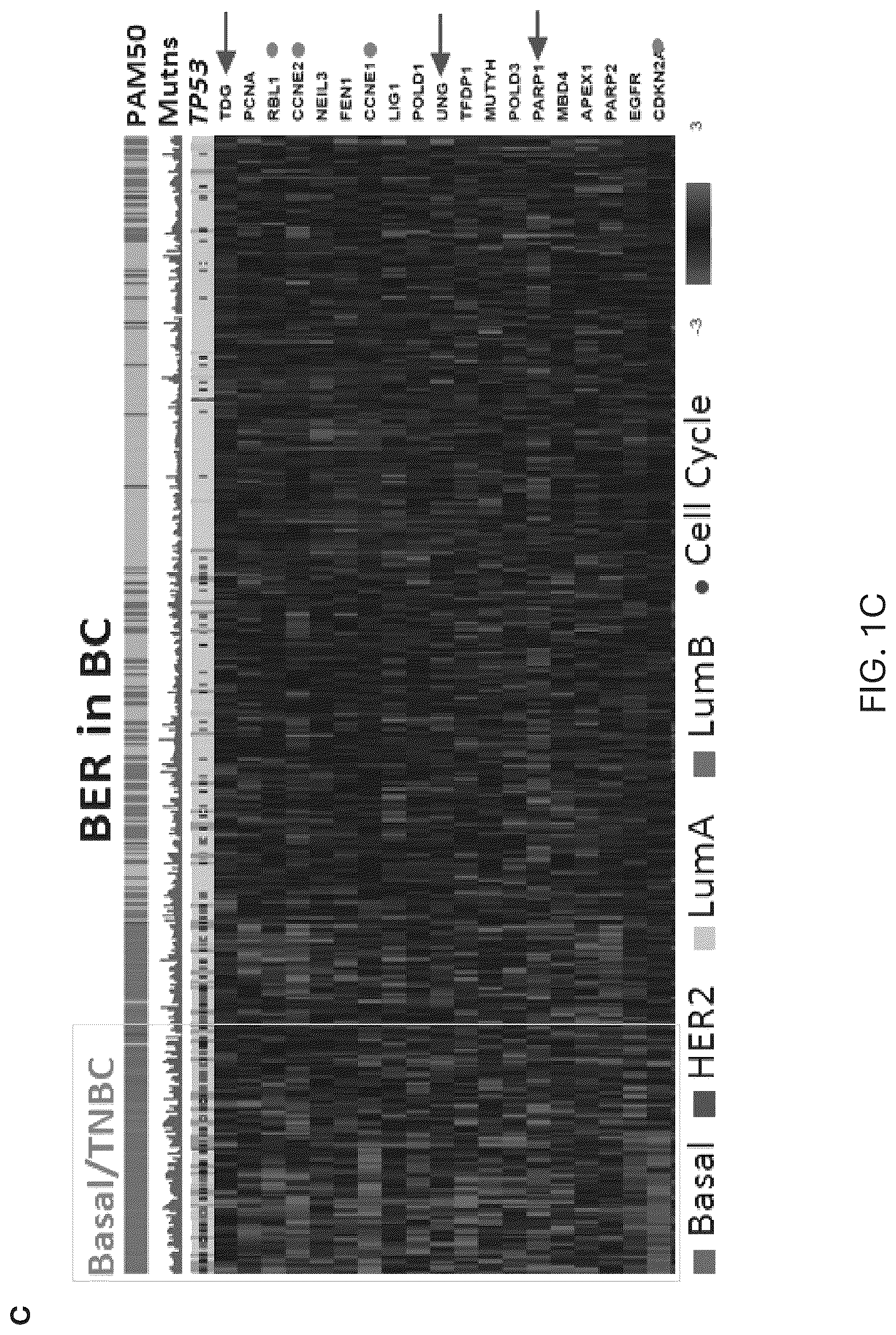 Patent US12551498 Figure 4 – Treatment of P53-deficient cancers