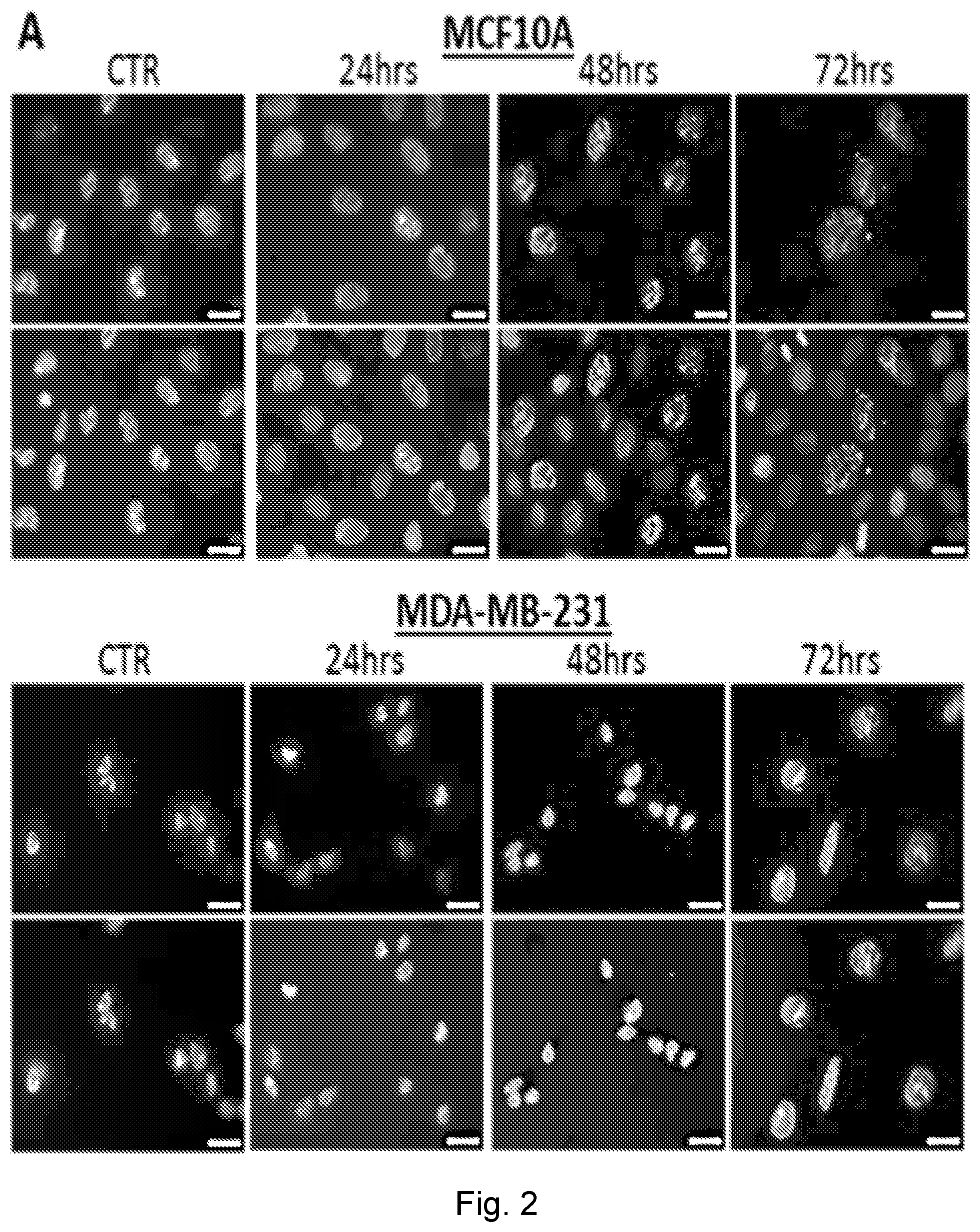Patent US12551498 Figure 8 – Treatment of P53-deficient cancers