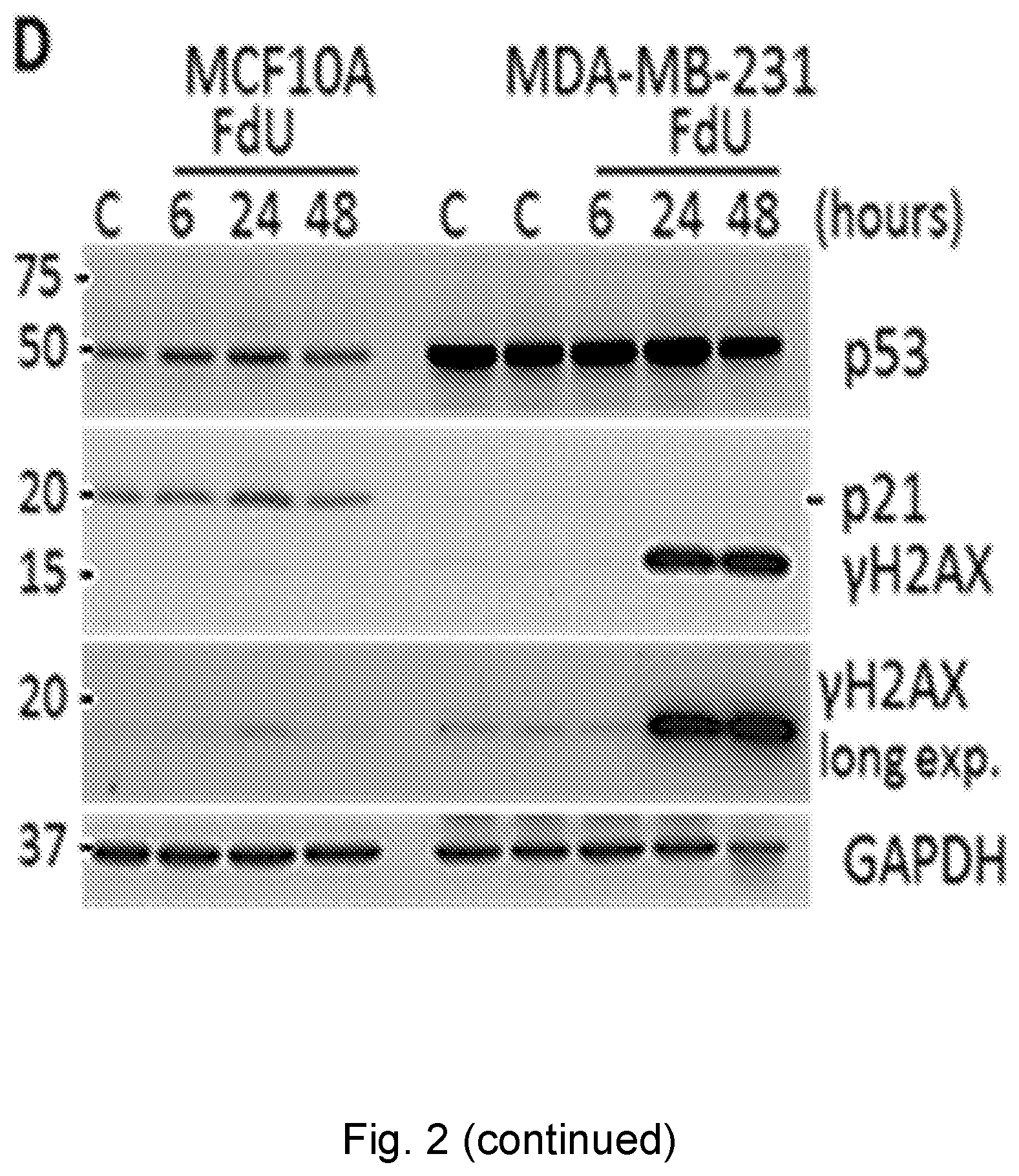 Patent US12551498 Figure 10 – Treatment of P53-deficient cancers