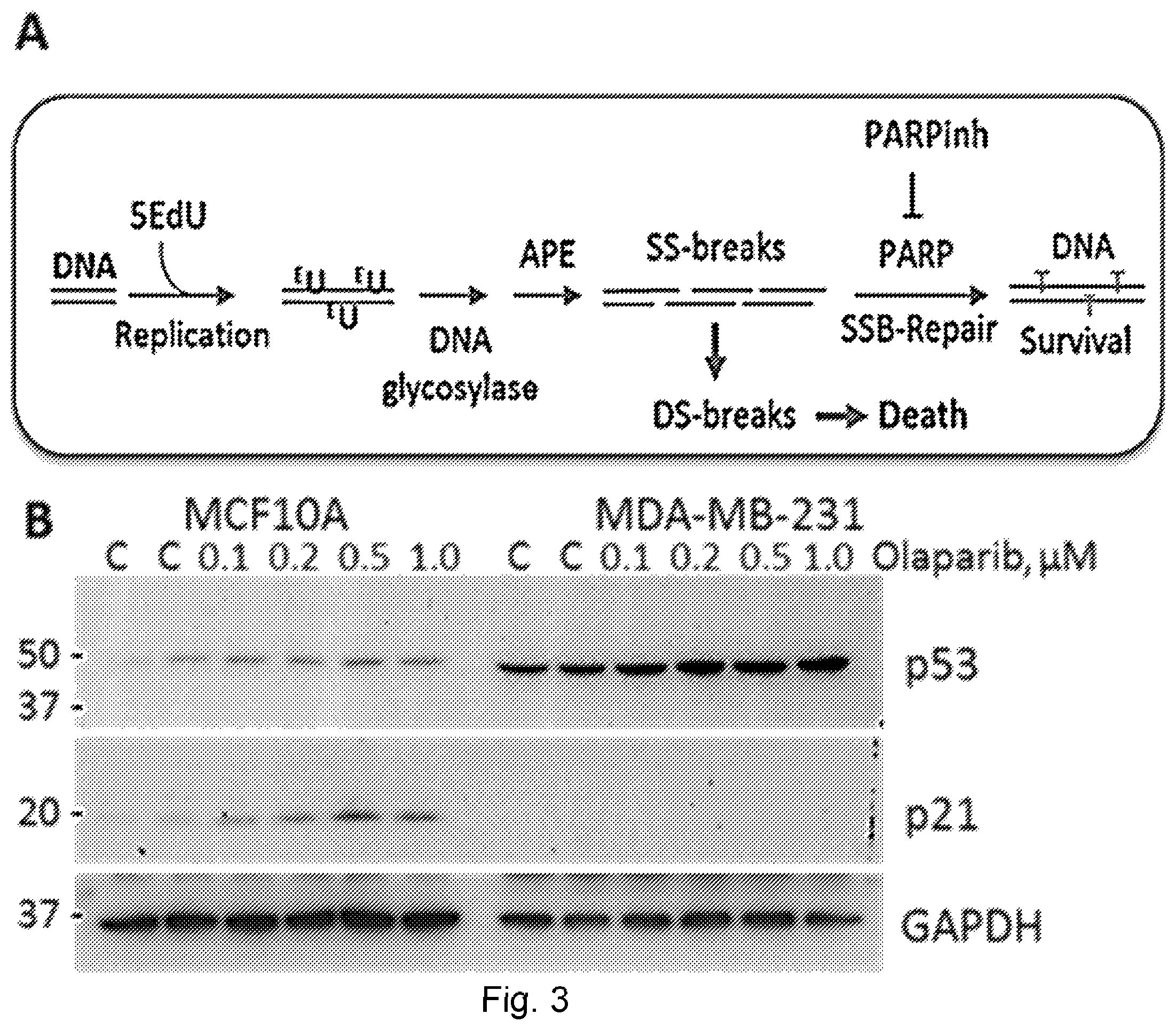 Patent US12551498 Figure 11 – Treatment of P53-deficient cancers