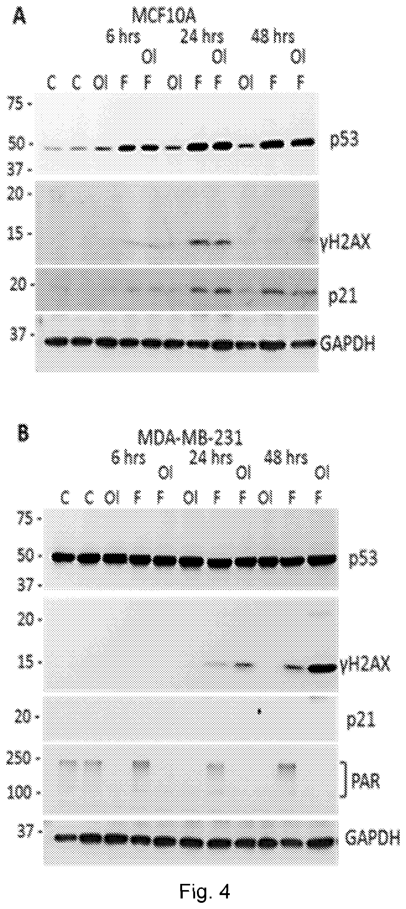 Patent US12551498 Figure 15 – Treatment of P53-deficient cancers