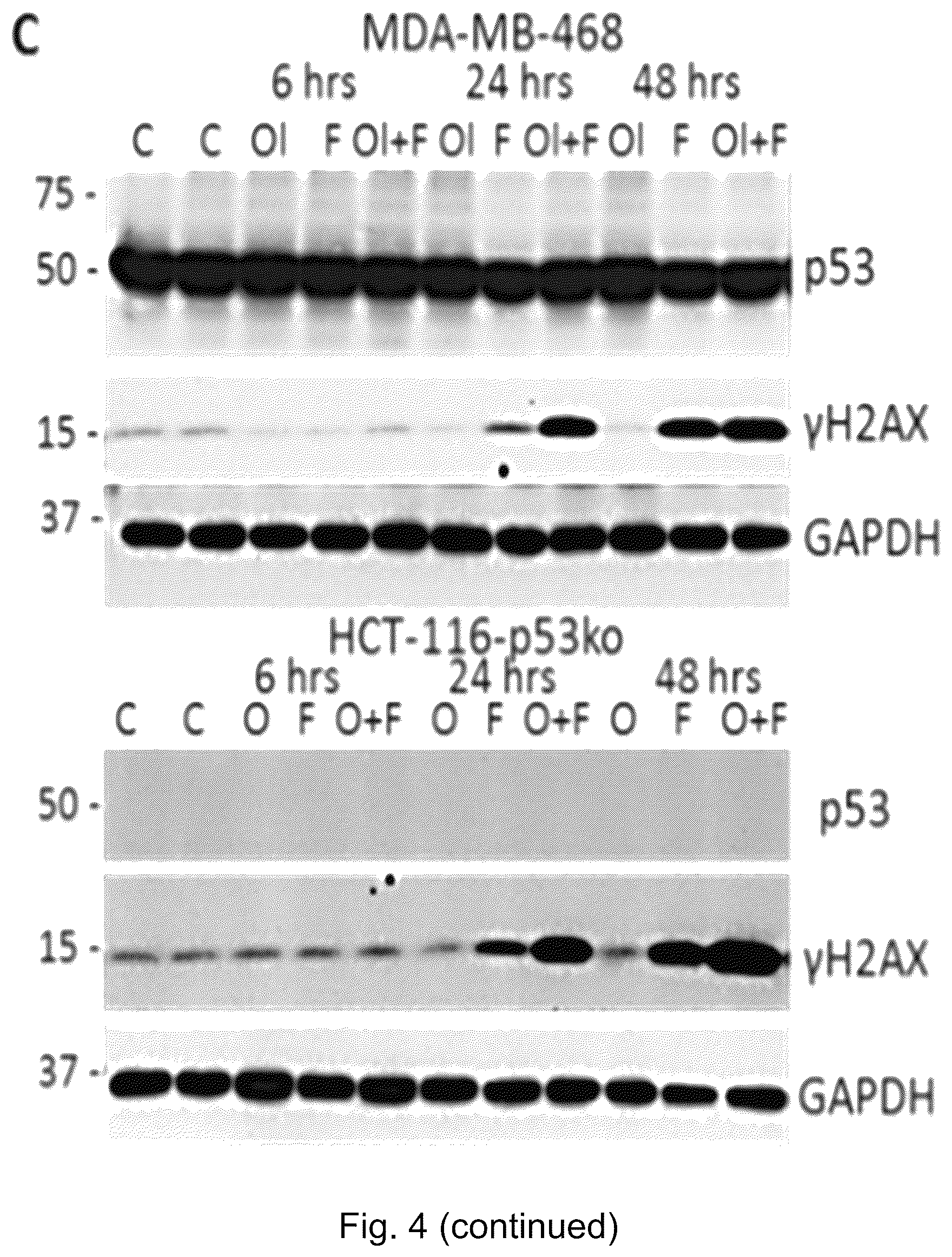 Patent US12551498 Figure 16 – Treatment of P53-deficient cancers