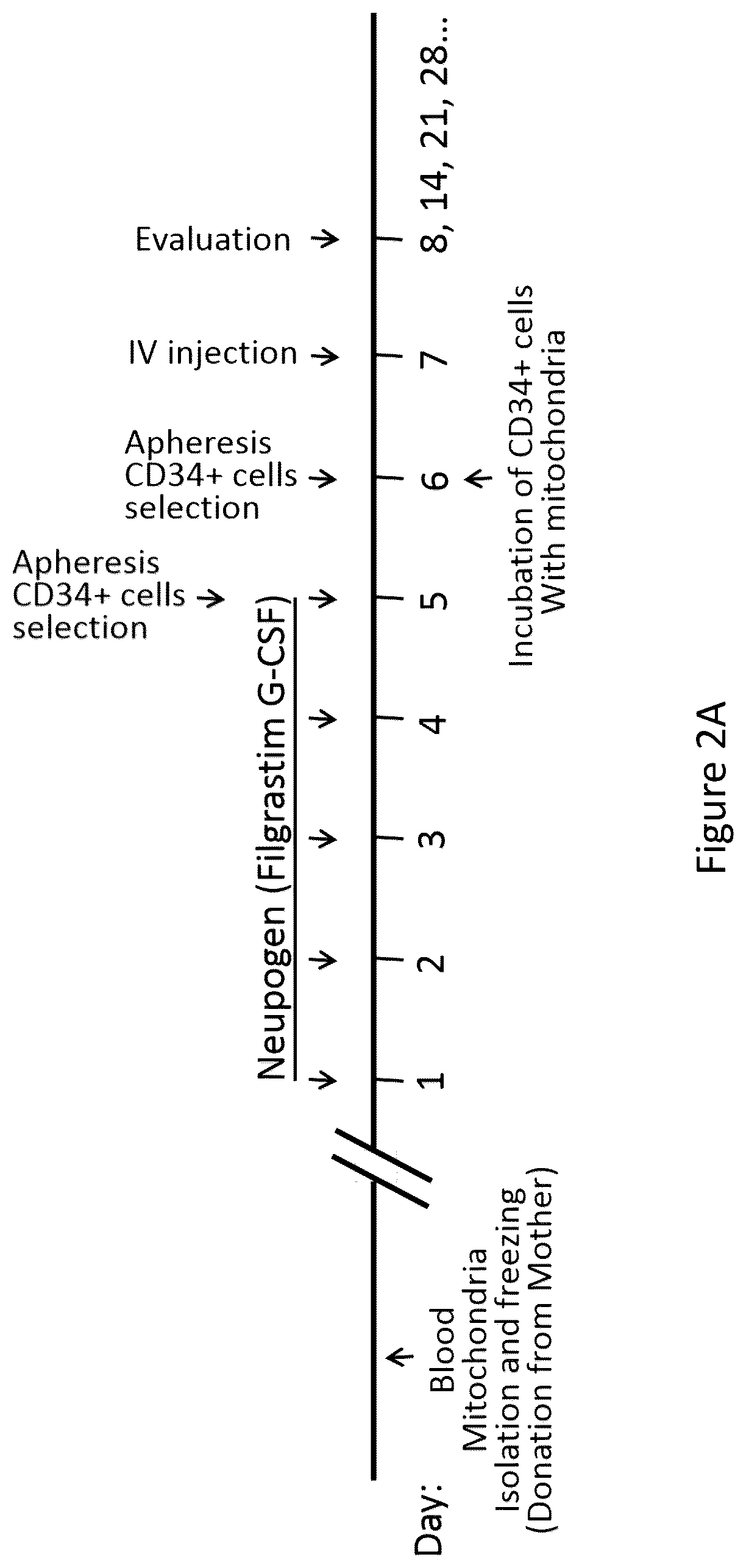 Patent US12551504 Figure 2 – Mitochondrial augmentation therapy of pancreatic diseases