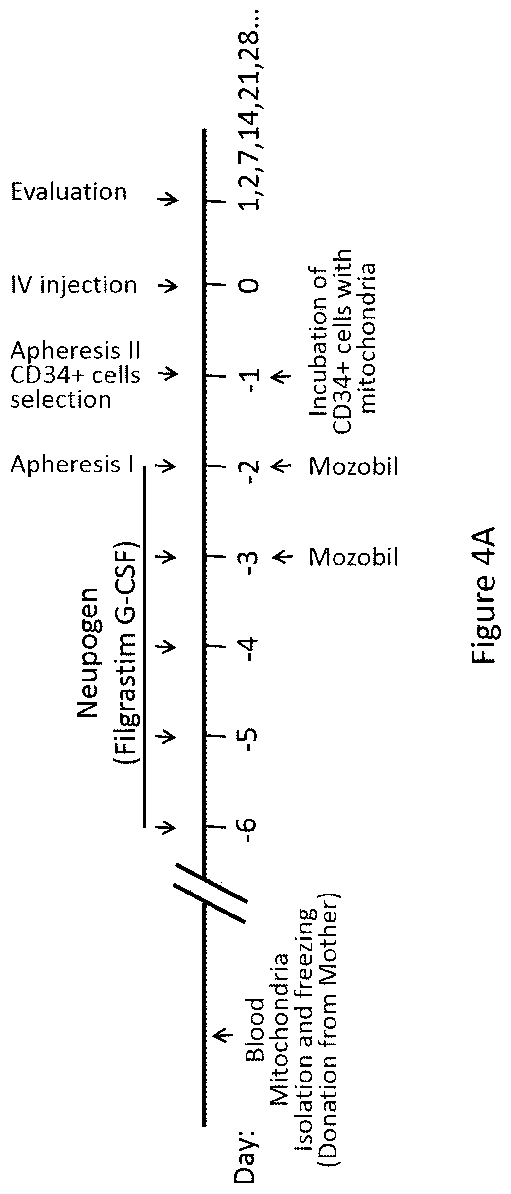 Patent US12551504 Figure 7 – Mitochondrial augmentation therapy of pancreatic diseases