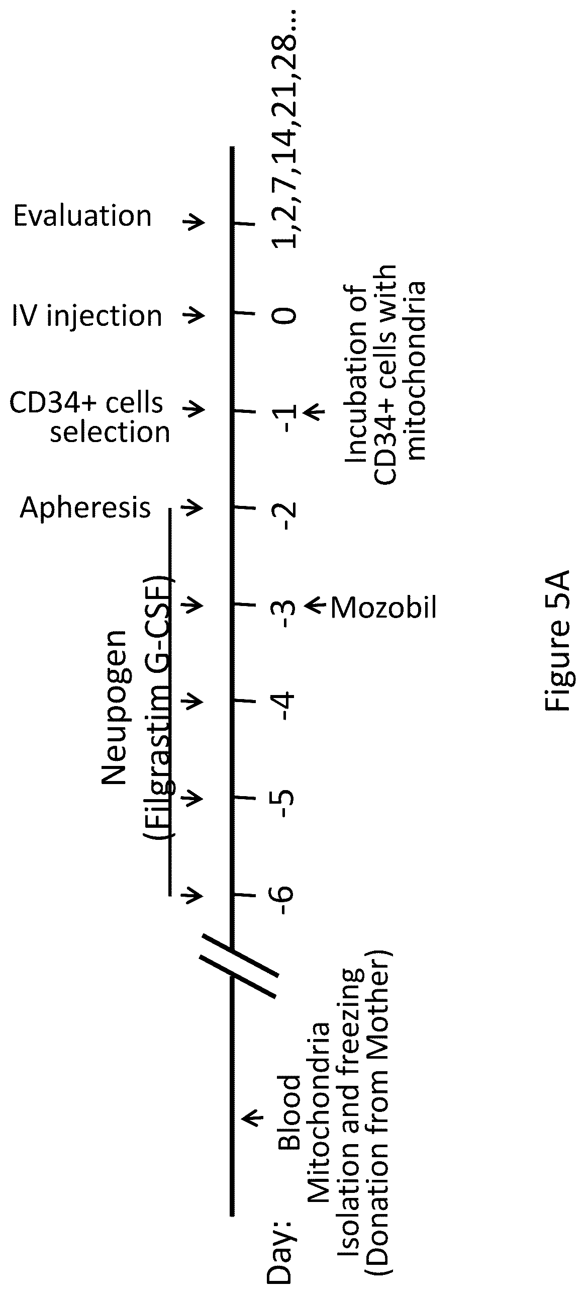 Patent US12551504 Figure 10 – Mitochondrial augmentation therapy of pancreatic diseases