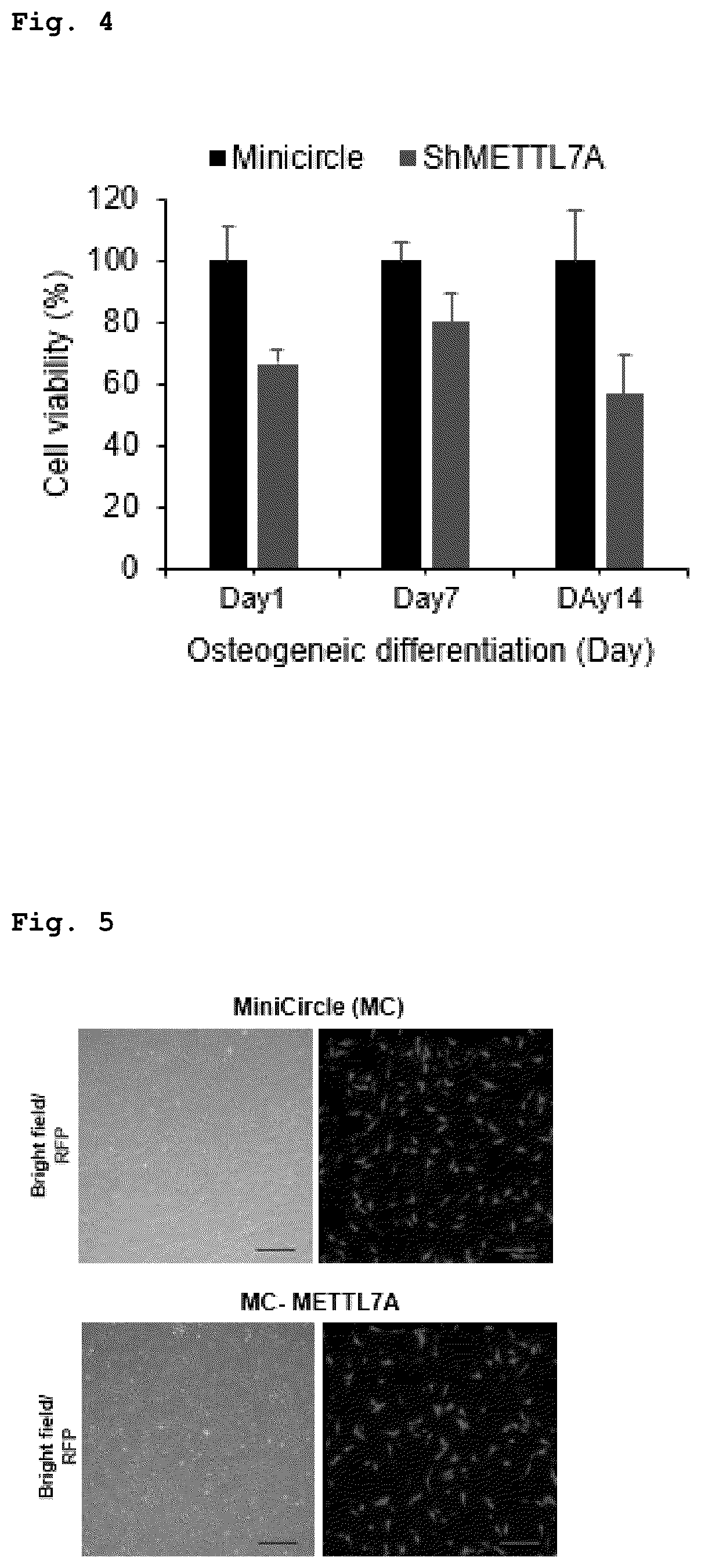 Patent US12551505 Figure 2 – Composition for bone regeneration comprising METTL7A overexpressing stem cells, method for preparing same, and cell therapy product comprising same