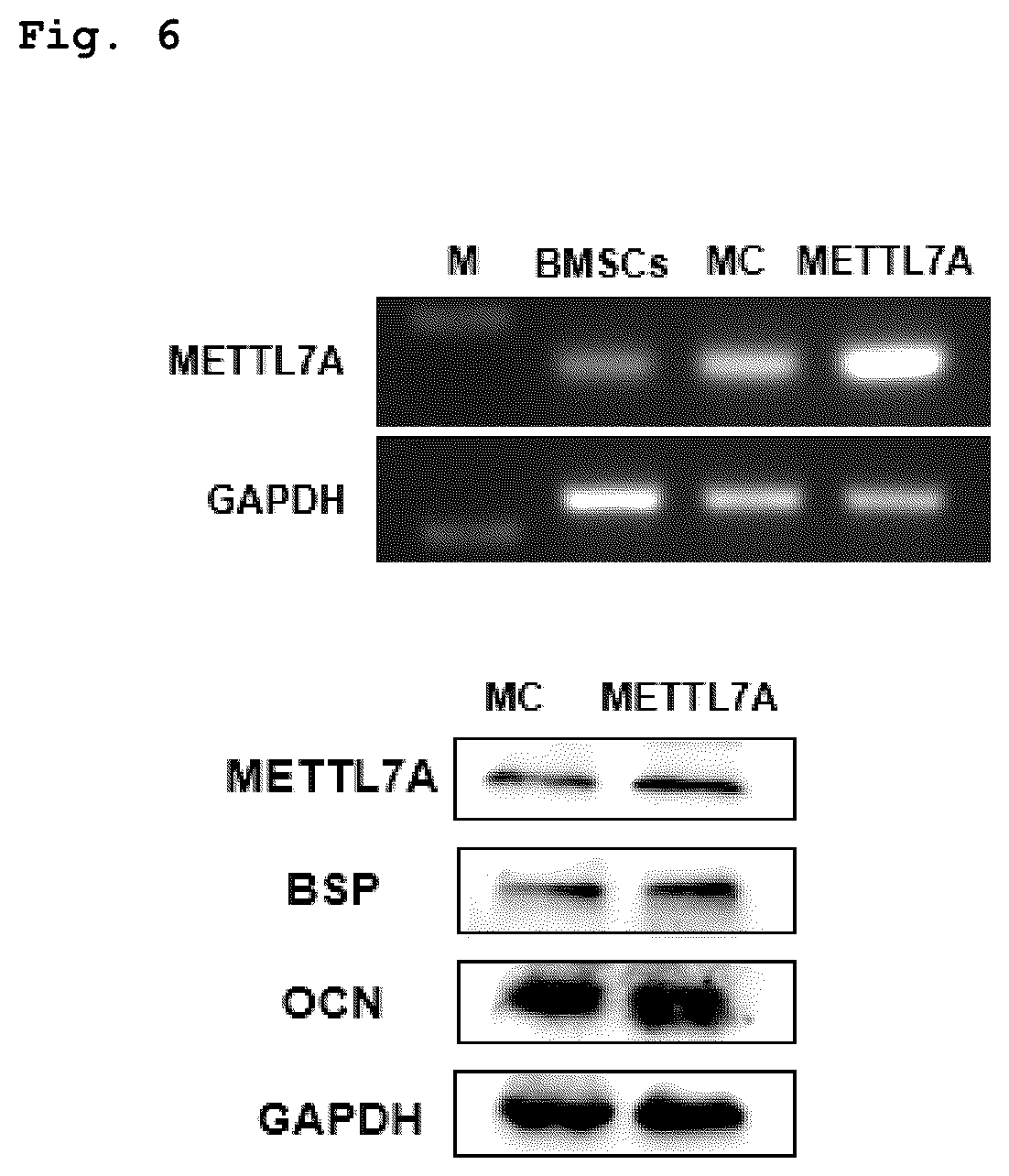 Patent US12551505 Figure 3 – Composition for bone regeneration comprising METTL7A overexpressing stem cells, method for preparing same, and cell therapy product comprising same