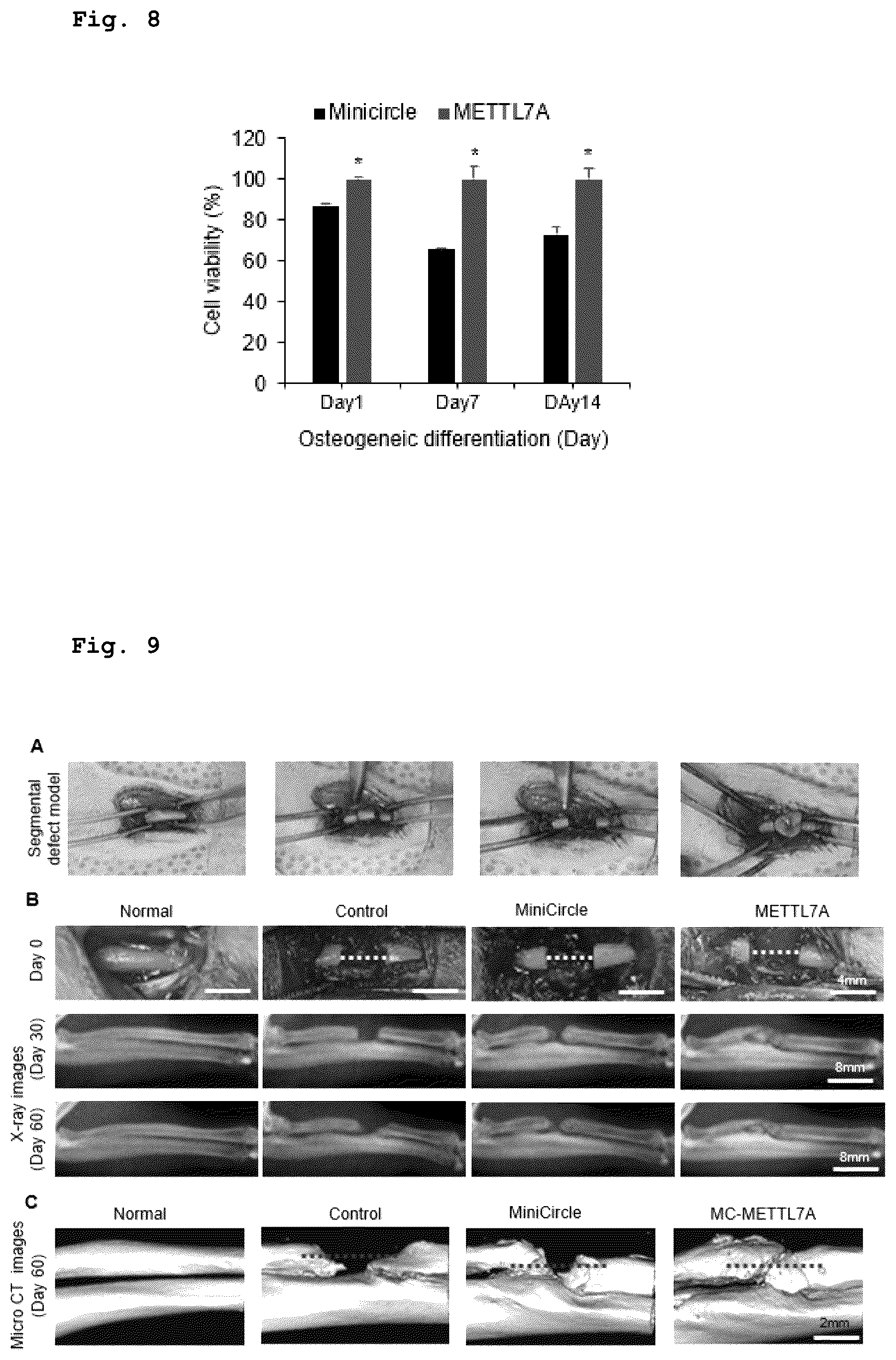 Patent US12551505 Figure 5 – Composition for bone regeneration comprising METTL7A overexpressing stem cells, method for preparing same, and cell therapy product comprising same