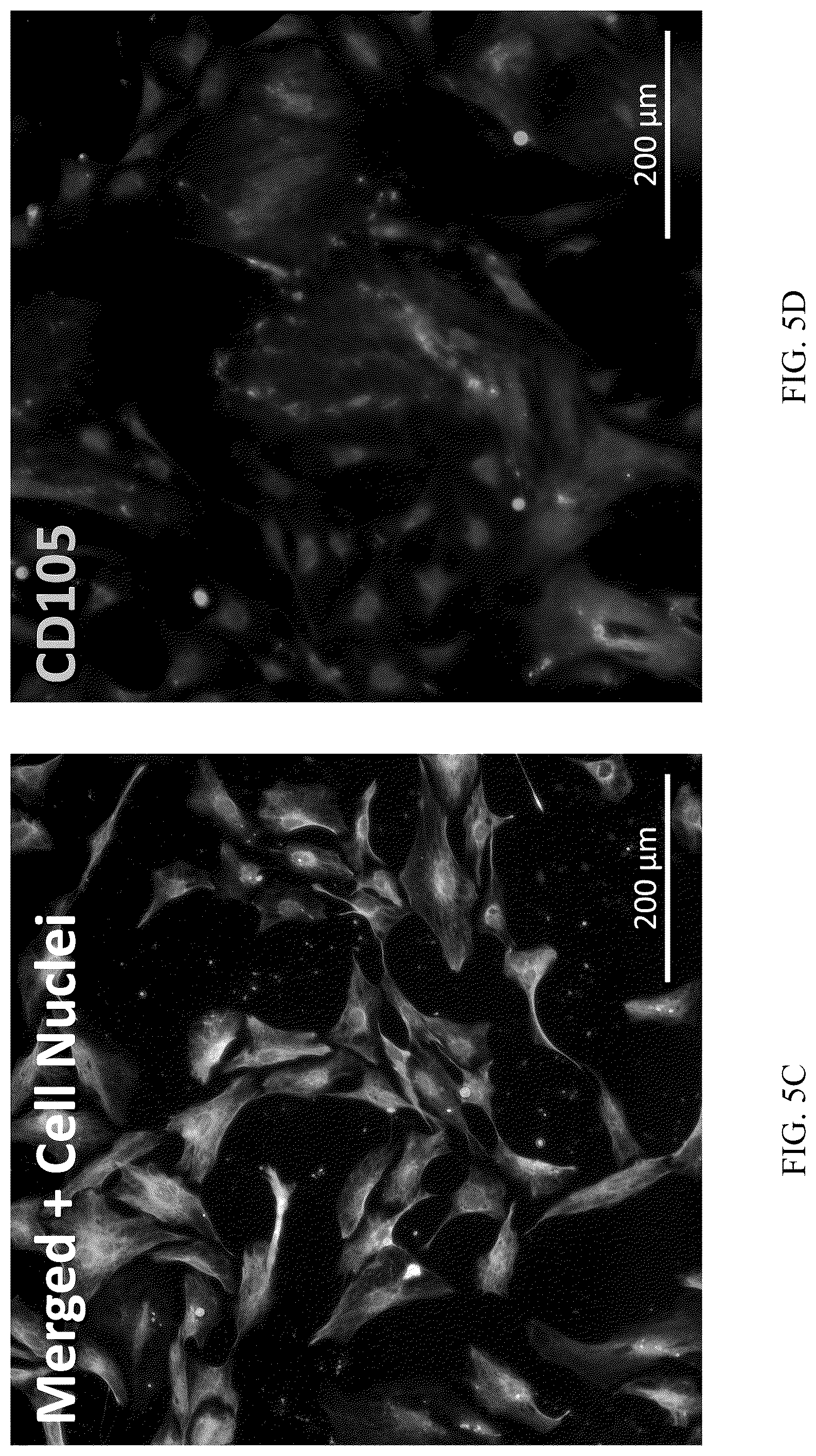 Patent US12551506 Figure 7 – Differentiation of olfactory mucosa derived mesenchymal stem cells to schwann cells for peripheral nerve repair