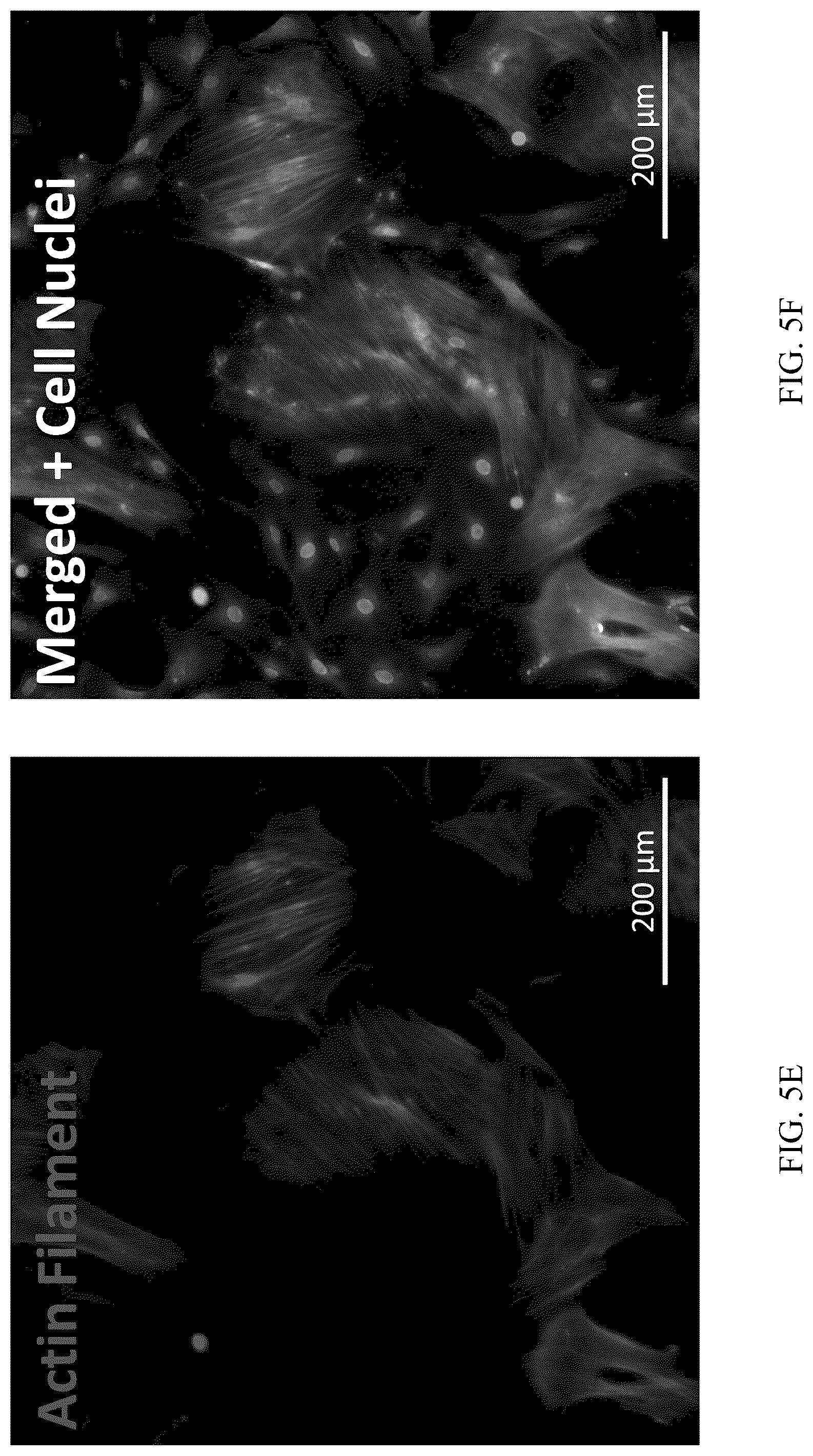 Patent US12551506 Figure 8 – Differentiation of olfactory mucosa derived mesenchymal stem cells to schwann cells for peripheral nerve repair