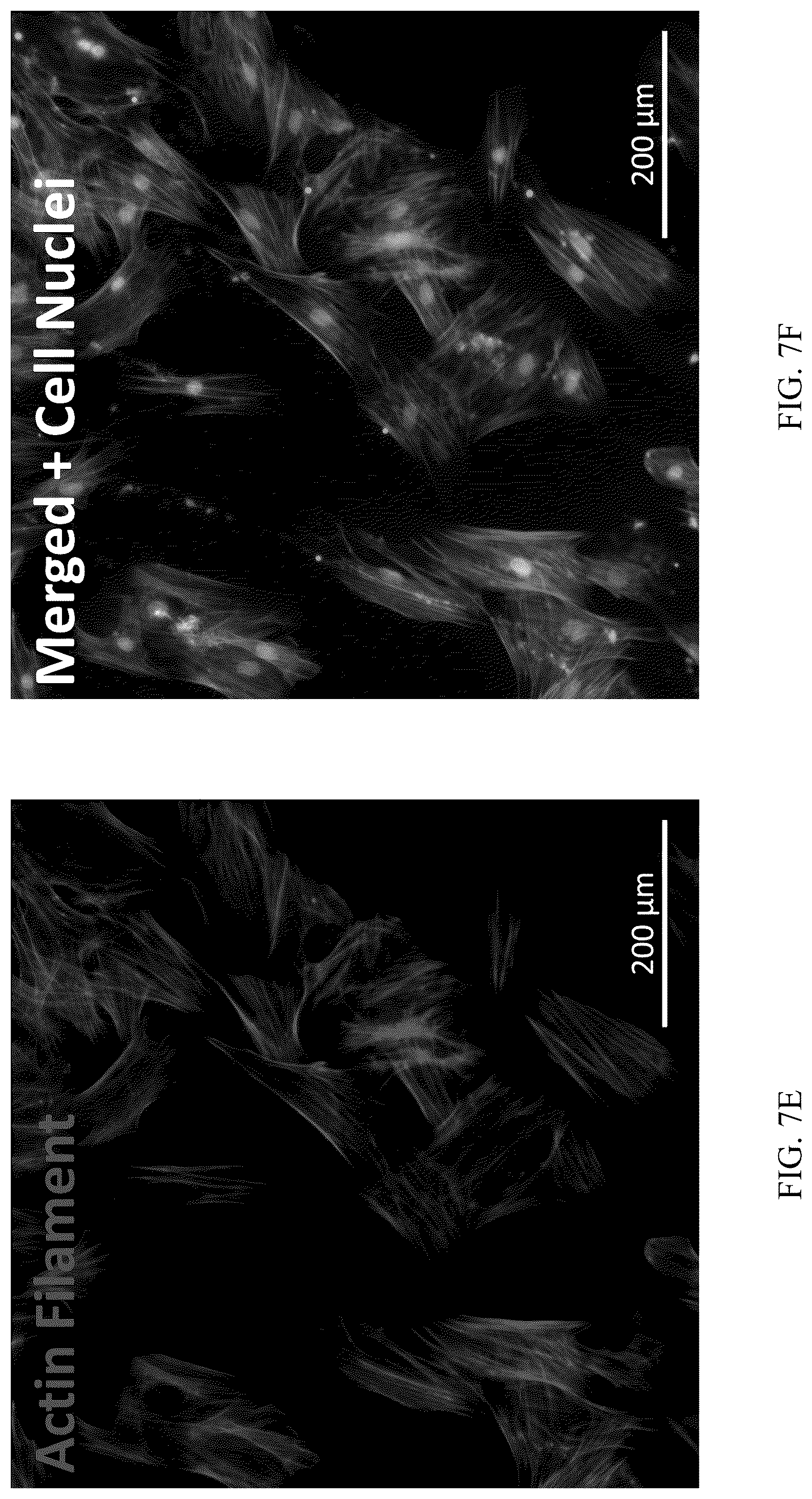 Patent US12551506 Figure 12 – Differentiation of olfactory mucosa derived mesenchymal stem cells to schwann cells for peripheral nerve repair