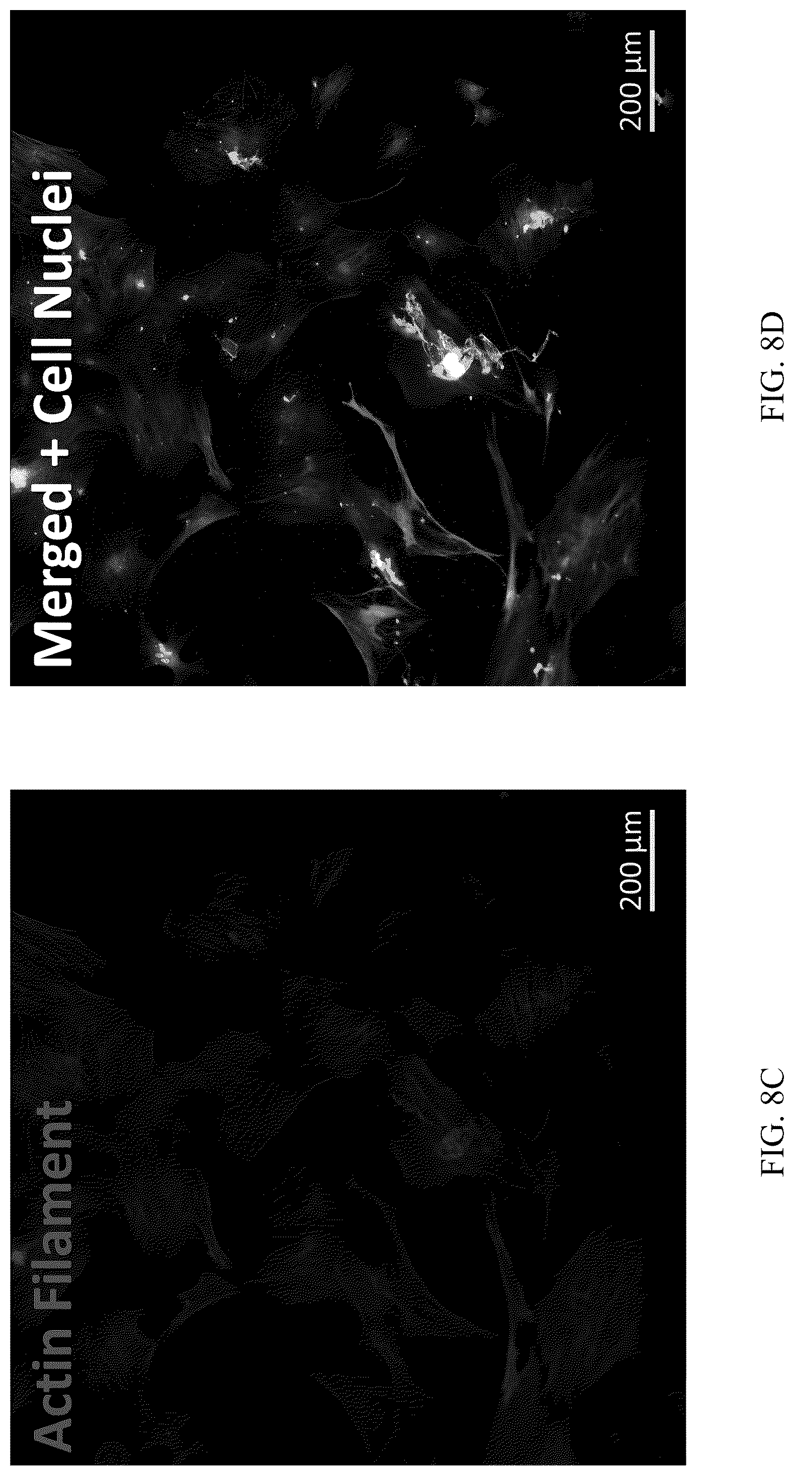 Patent US12551506 Figure 14 – Differentiation of olfactory mucosa derived mesenchymal stem cells to schwann cells for peripheral nerve repair