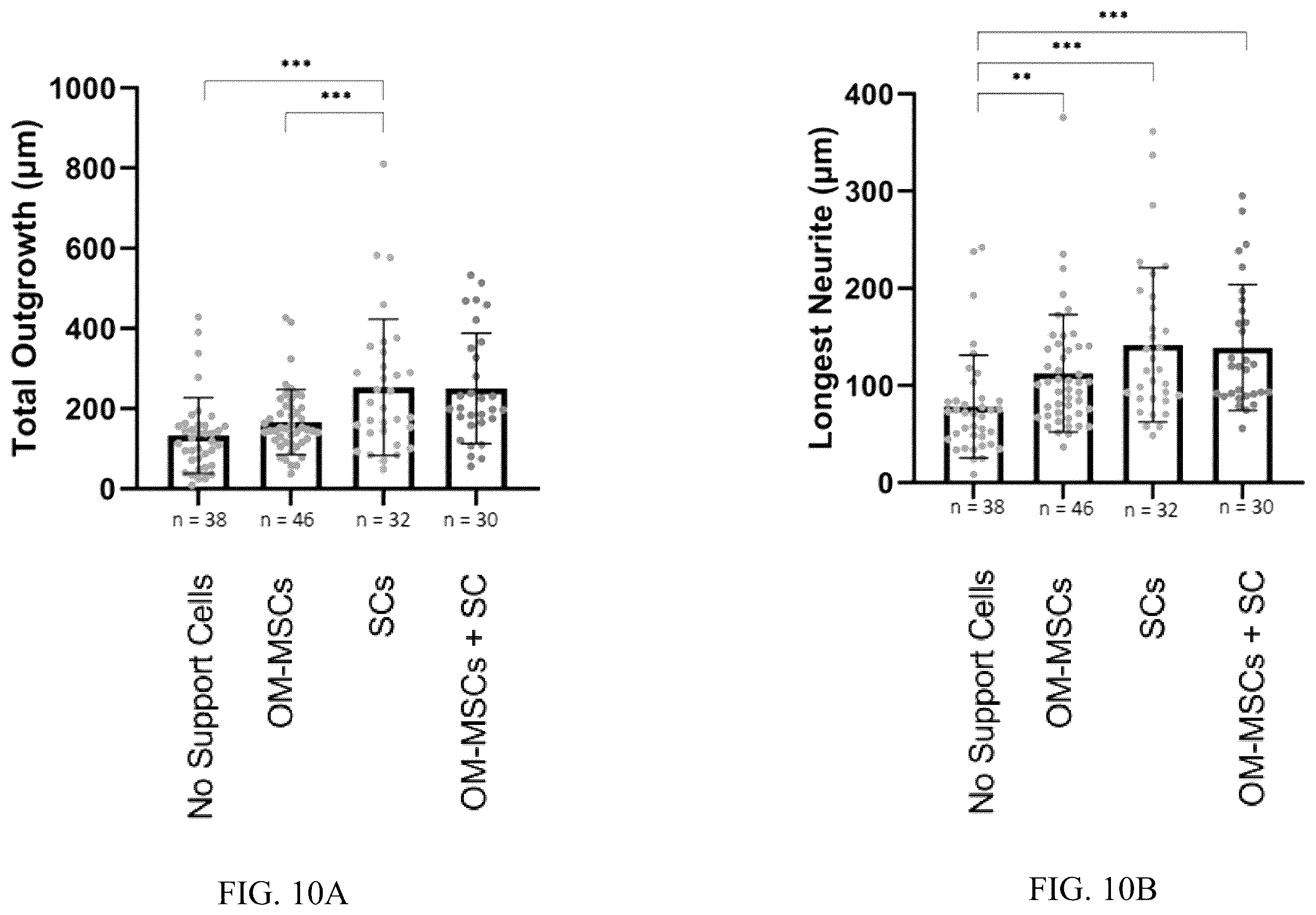 Patent US12551506 Figure 16 – Differentiation of olfactory mucosa derived mesenchymal stem cells to schwann cells for peripheral nerve repair