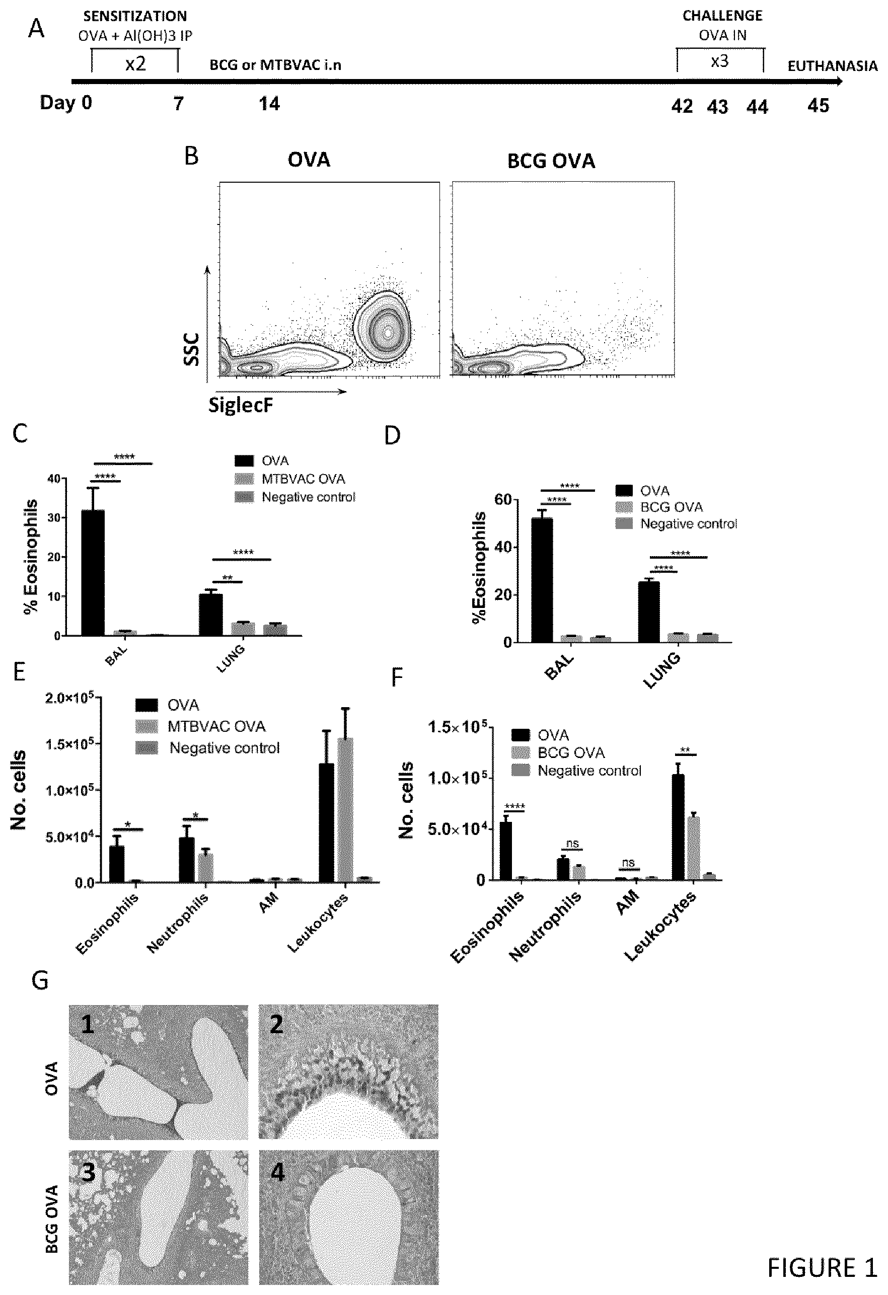 Patent US12551512 Figure 1 – Therapeutic efficacy by pulmonary delivery of live attenuated mycobacteria