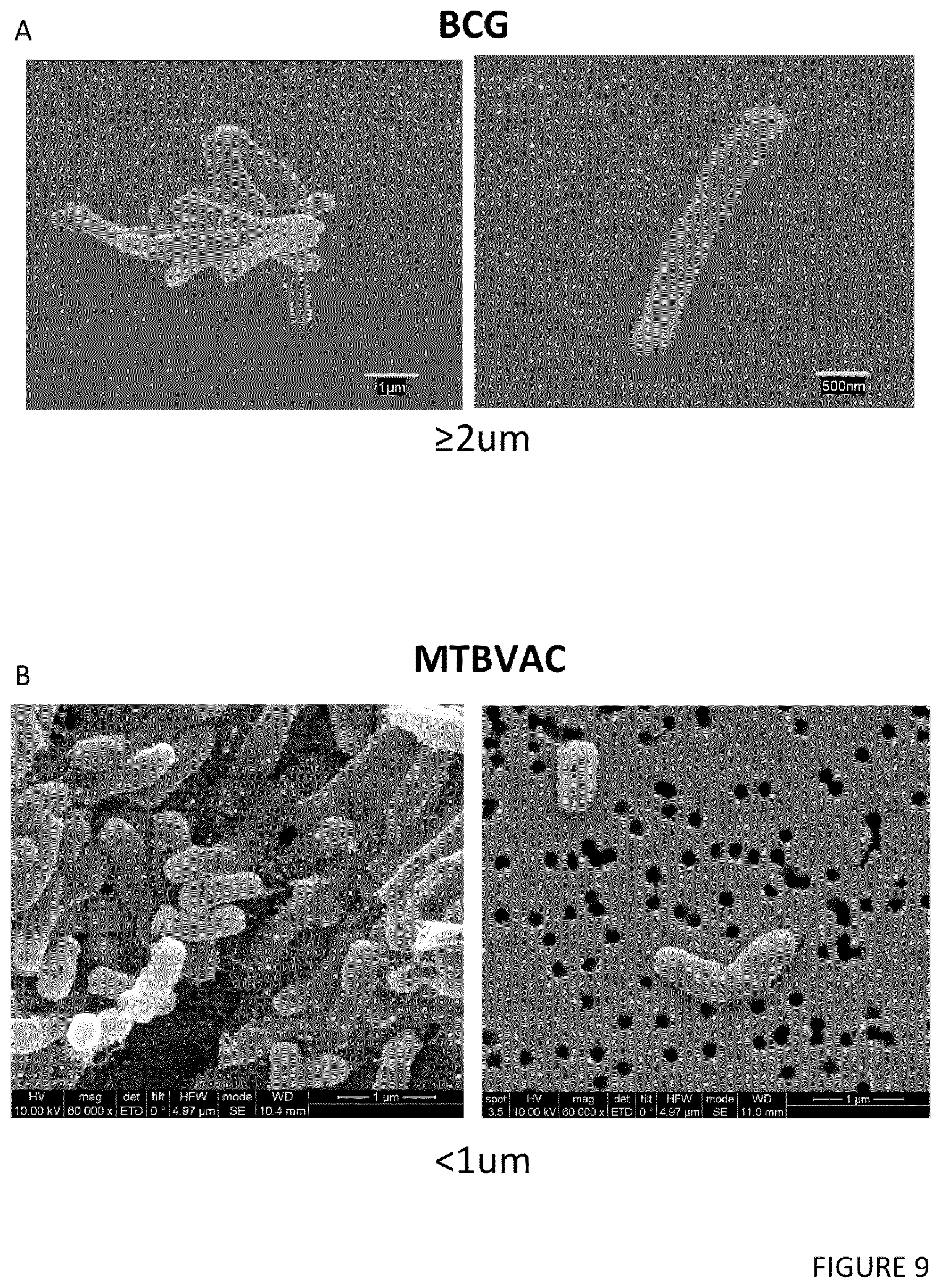 Patent US12551512 Figure 9 – Therapeutic efficacy by pulmonary delivery of live attenuated mycobacteria