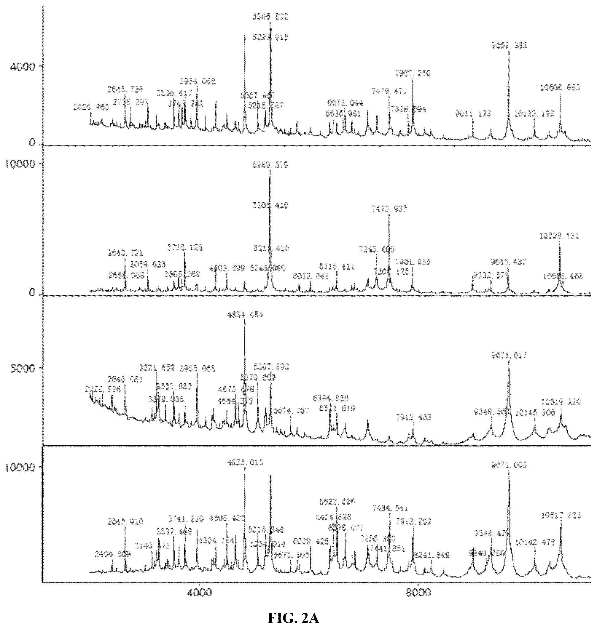 Patent US12551513 Figure 2 – Bacillus coagulans having blood glucose reduction efficacy, and application thereof