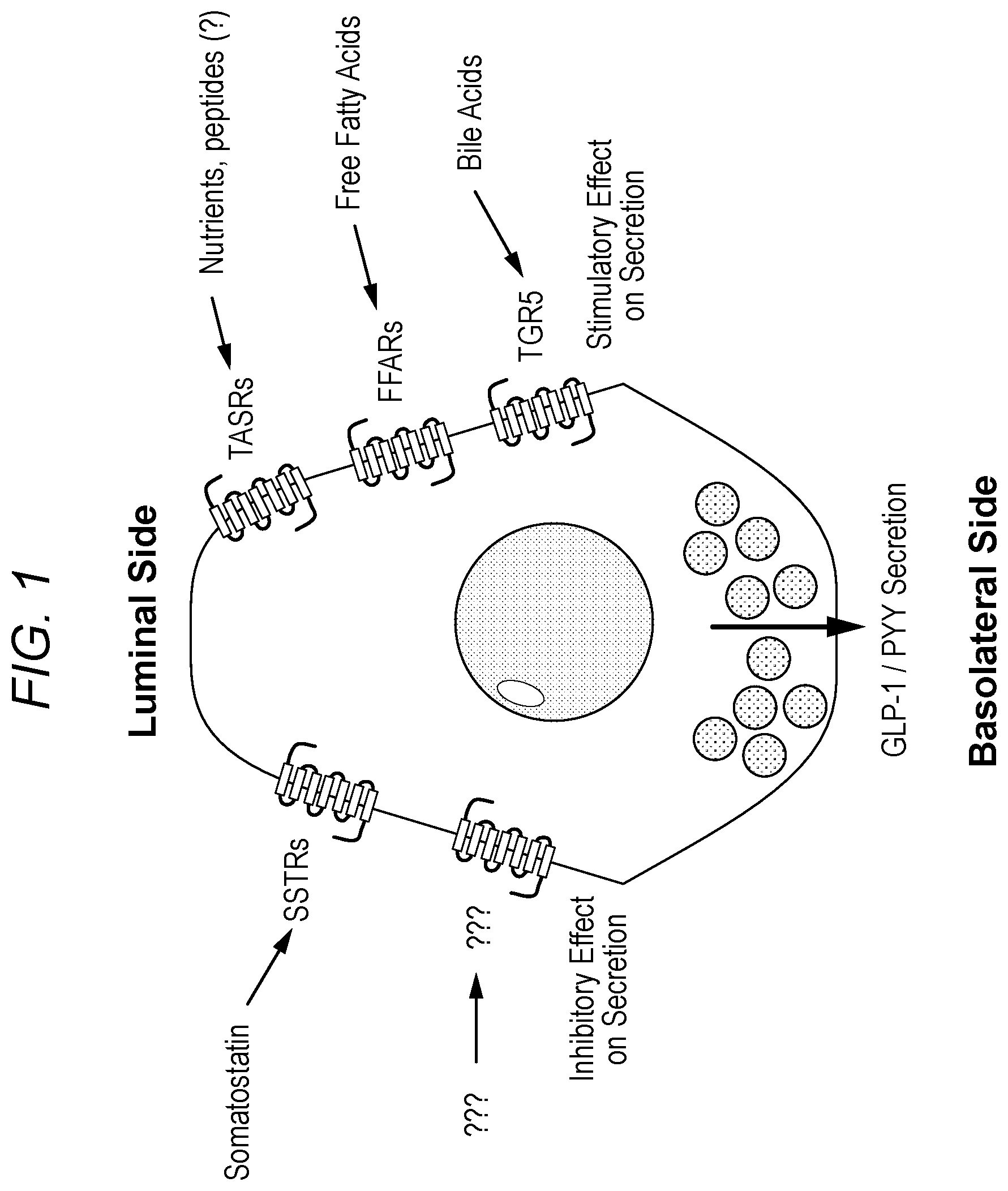 Patent US12551526 Figure 1 – Enterically delivered bitter oligopeptides for the treatment for type 2 diabetes